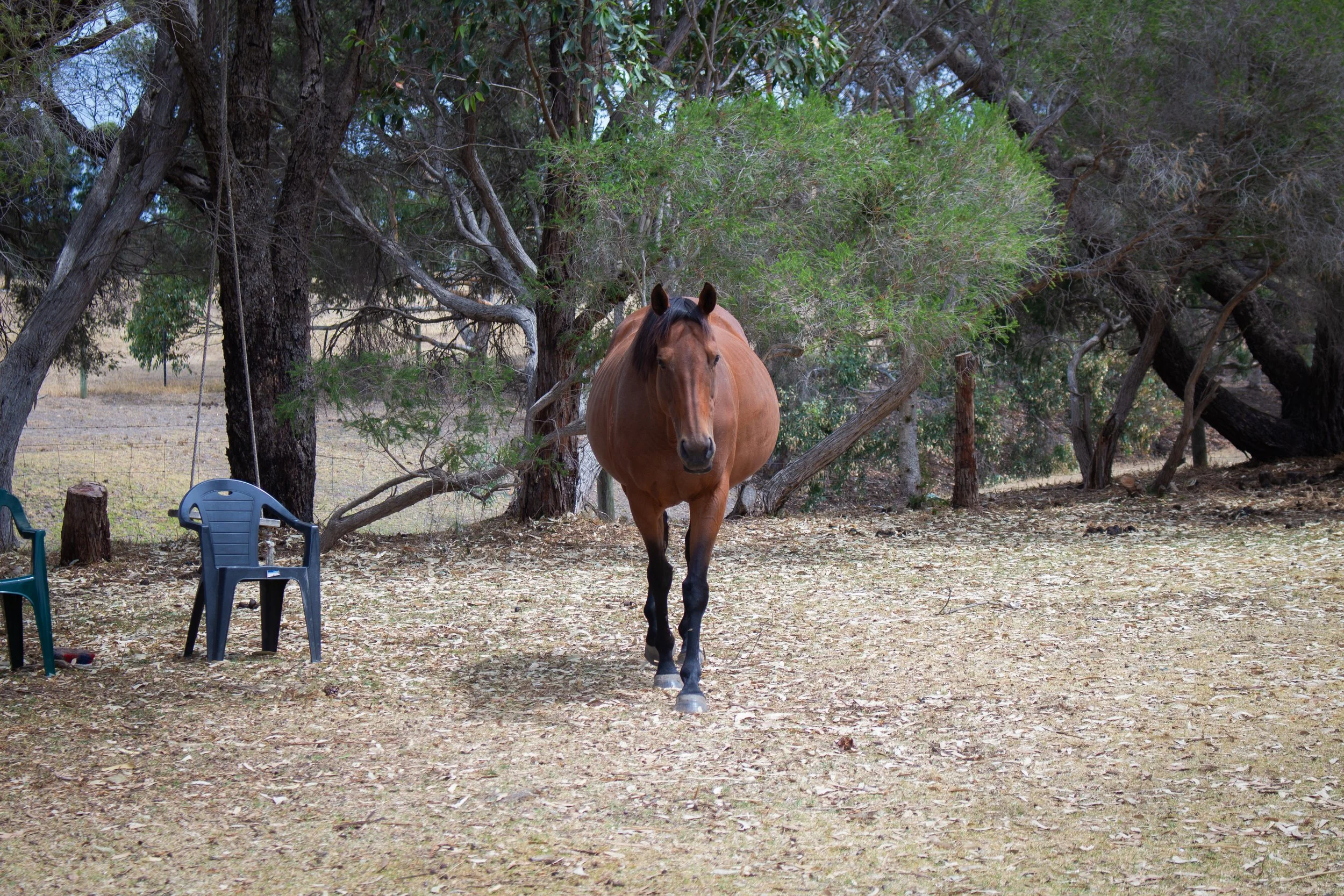 equine assisted energy healing session geelong