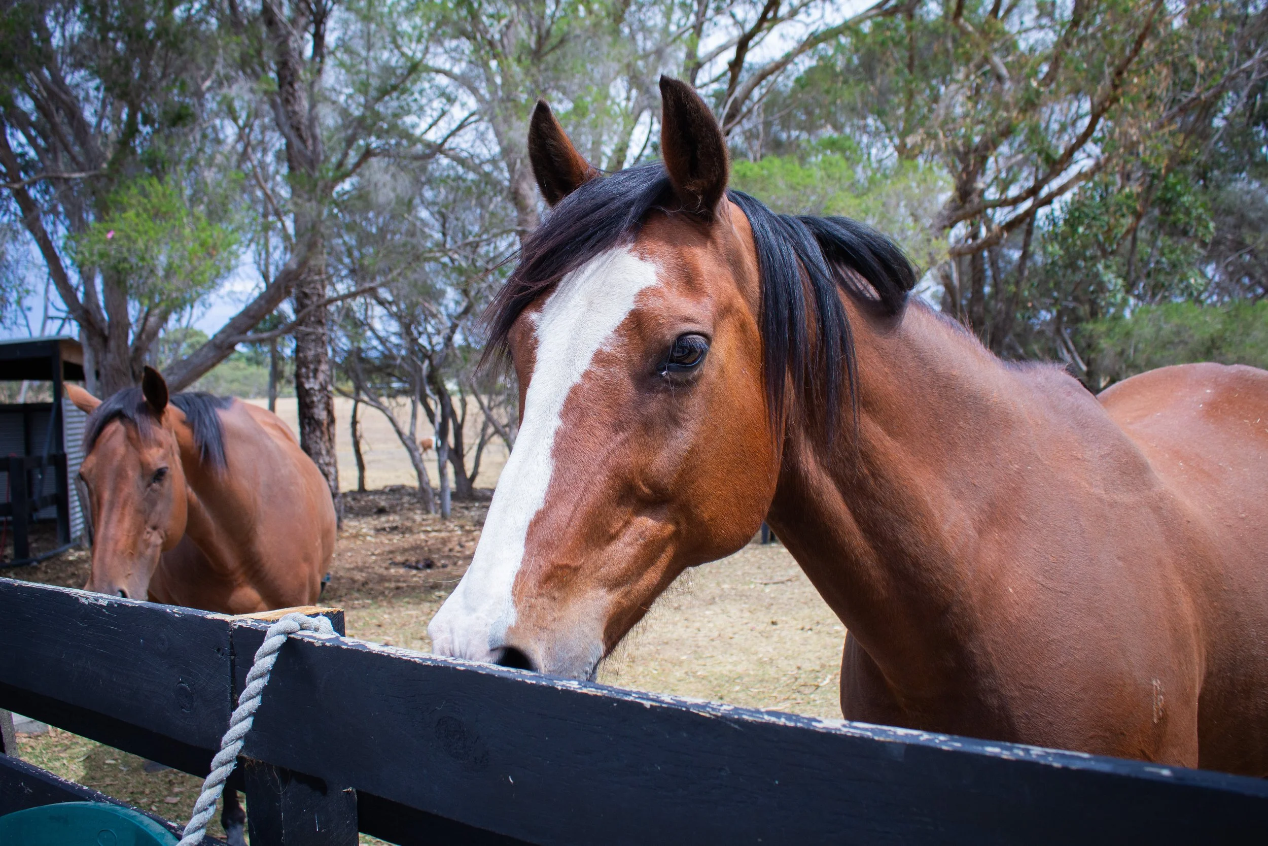 equine assisted energy healing session geelong 1