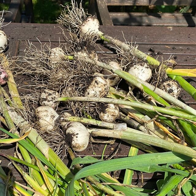 Garlic harvest #littleandwildflowersdoesveg #vegetablegarden #garlicharvest #shropshirehills