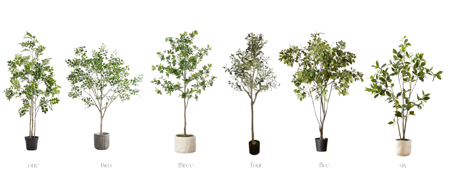 Bringing the OutdoorS In My Favourite Indoor Trees — Tiffany Leigh Design