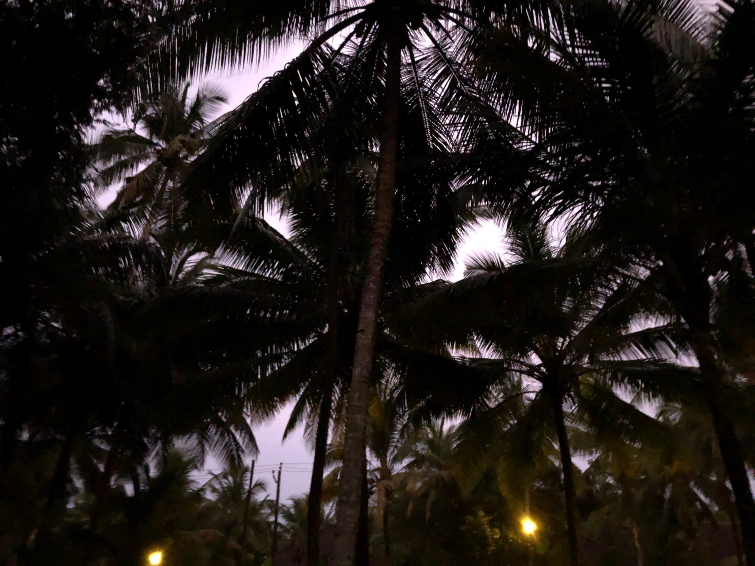 Mon voyage Ayurvédique