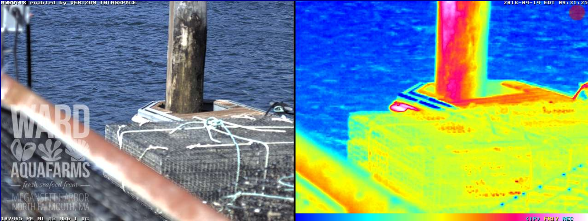 Mobotix thermal image