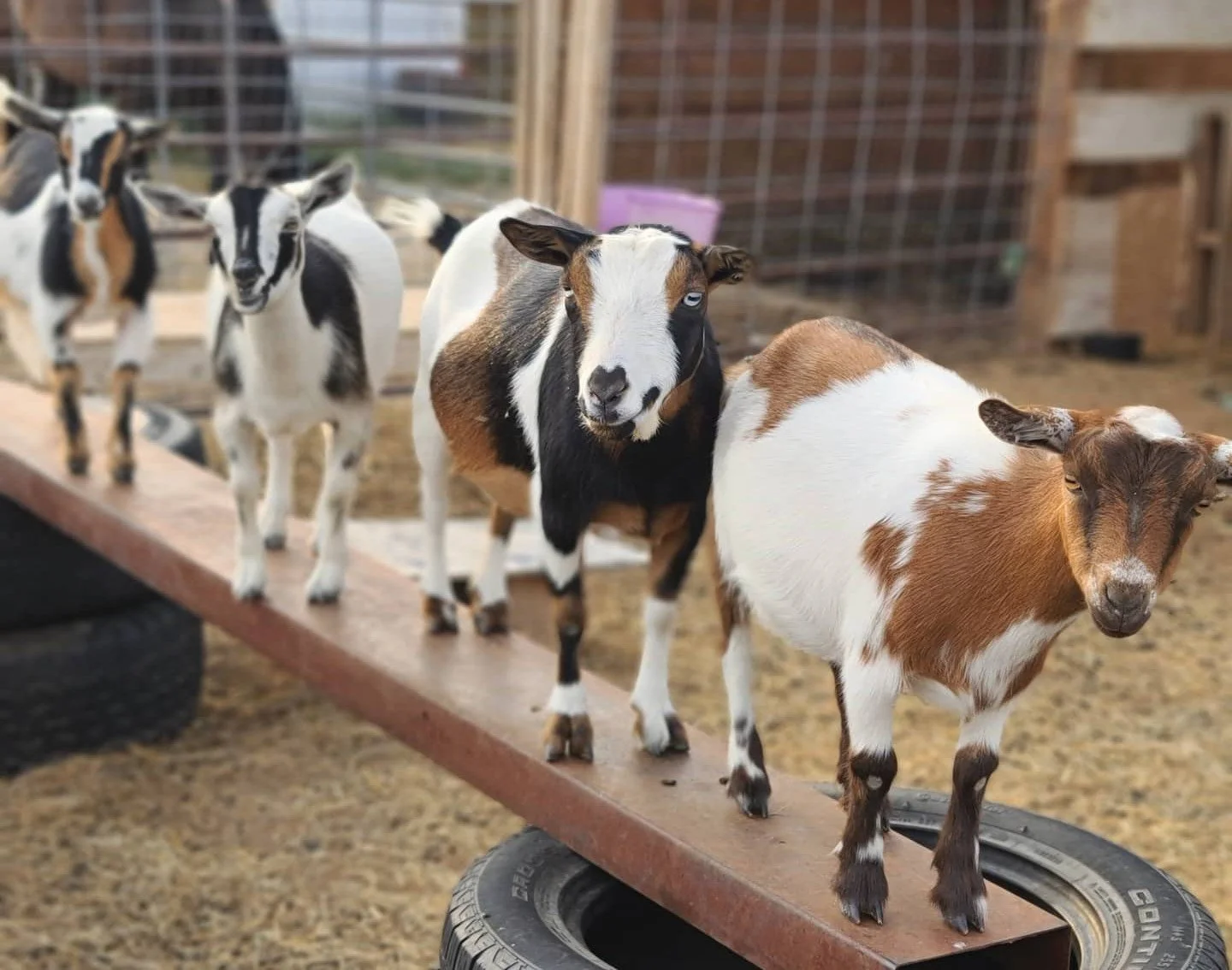Baby Goat Yoga @ NCWC