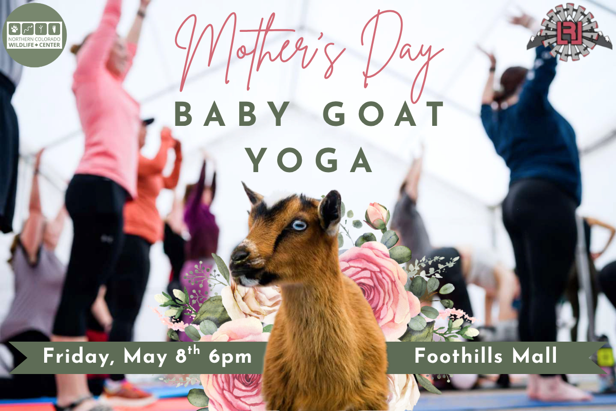 Baby Goat Yoga