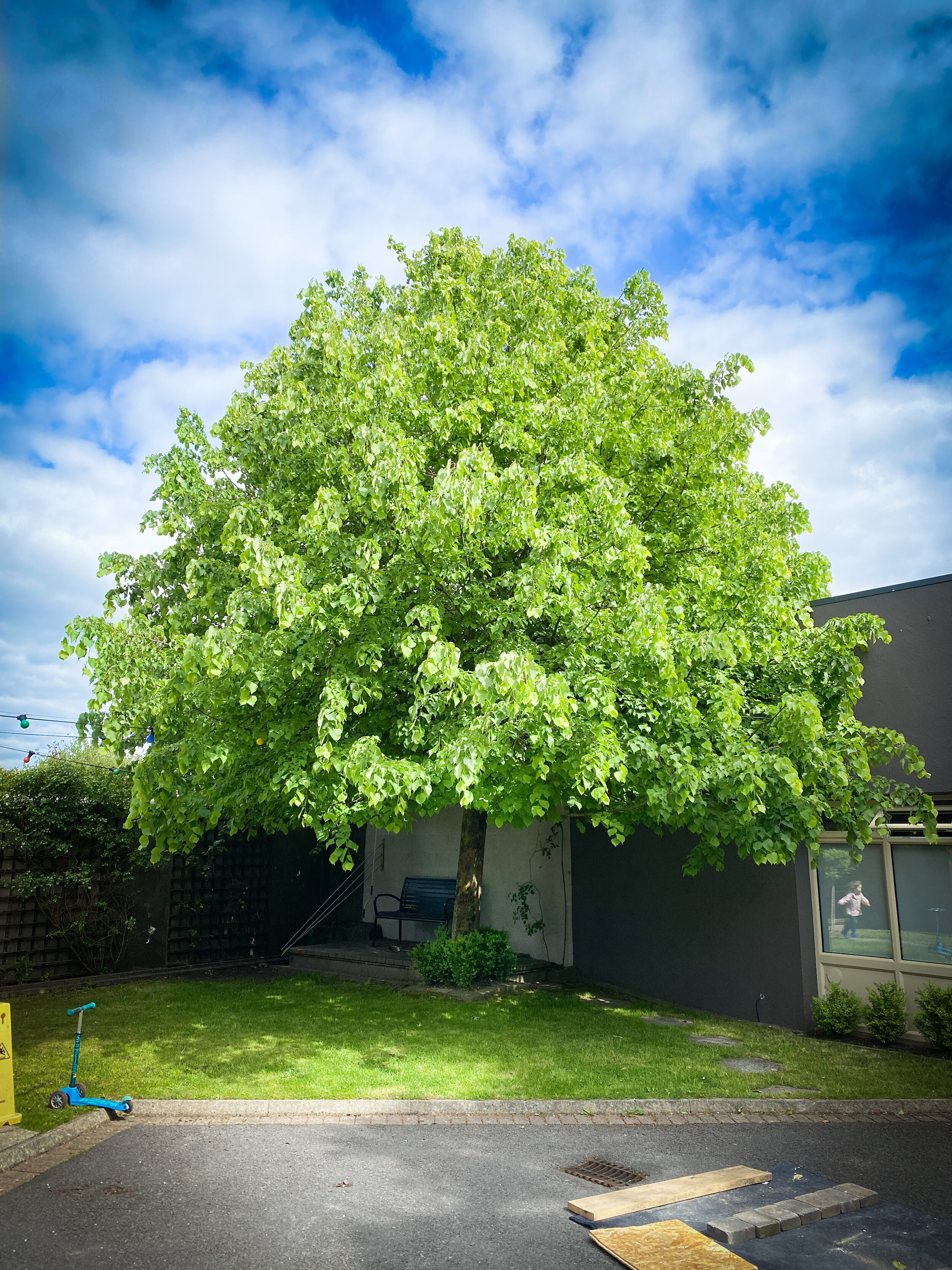 Tuam Trees