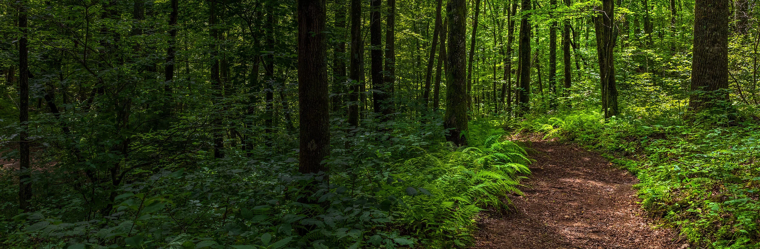 nature-trail-banner4.jpg