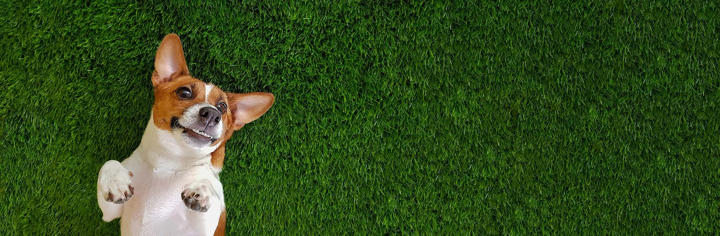 dog-park-banner2.jpg