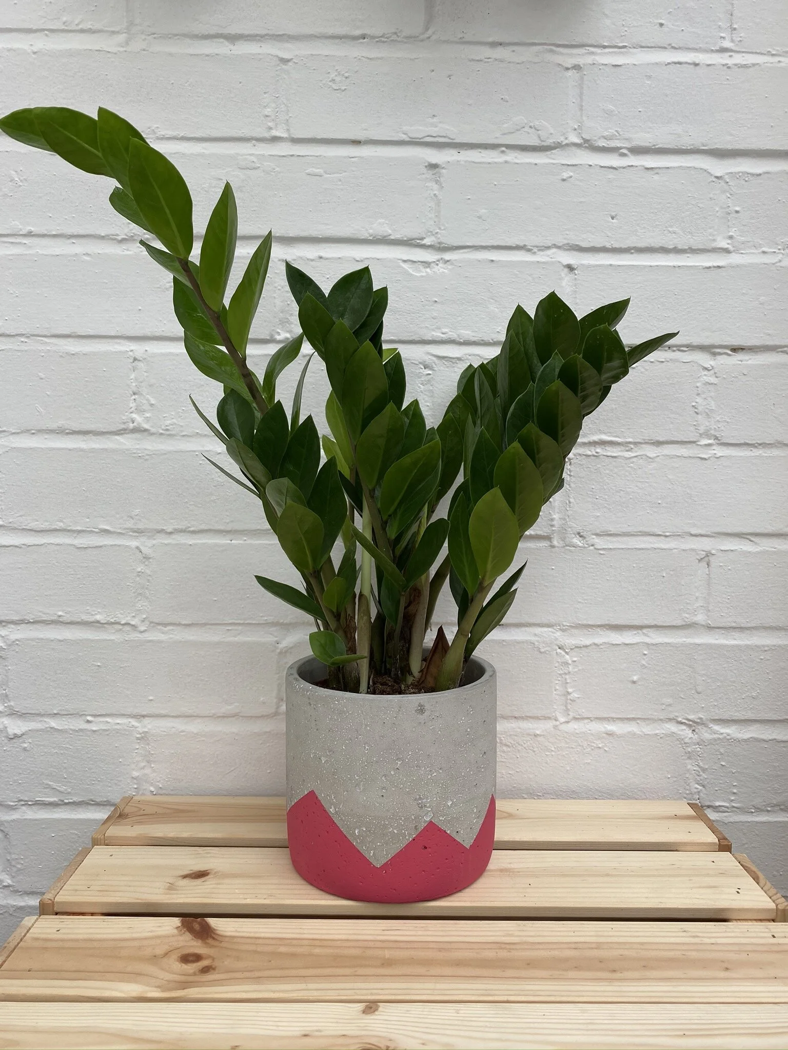 Air Purifying Plants — greenka