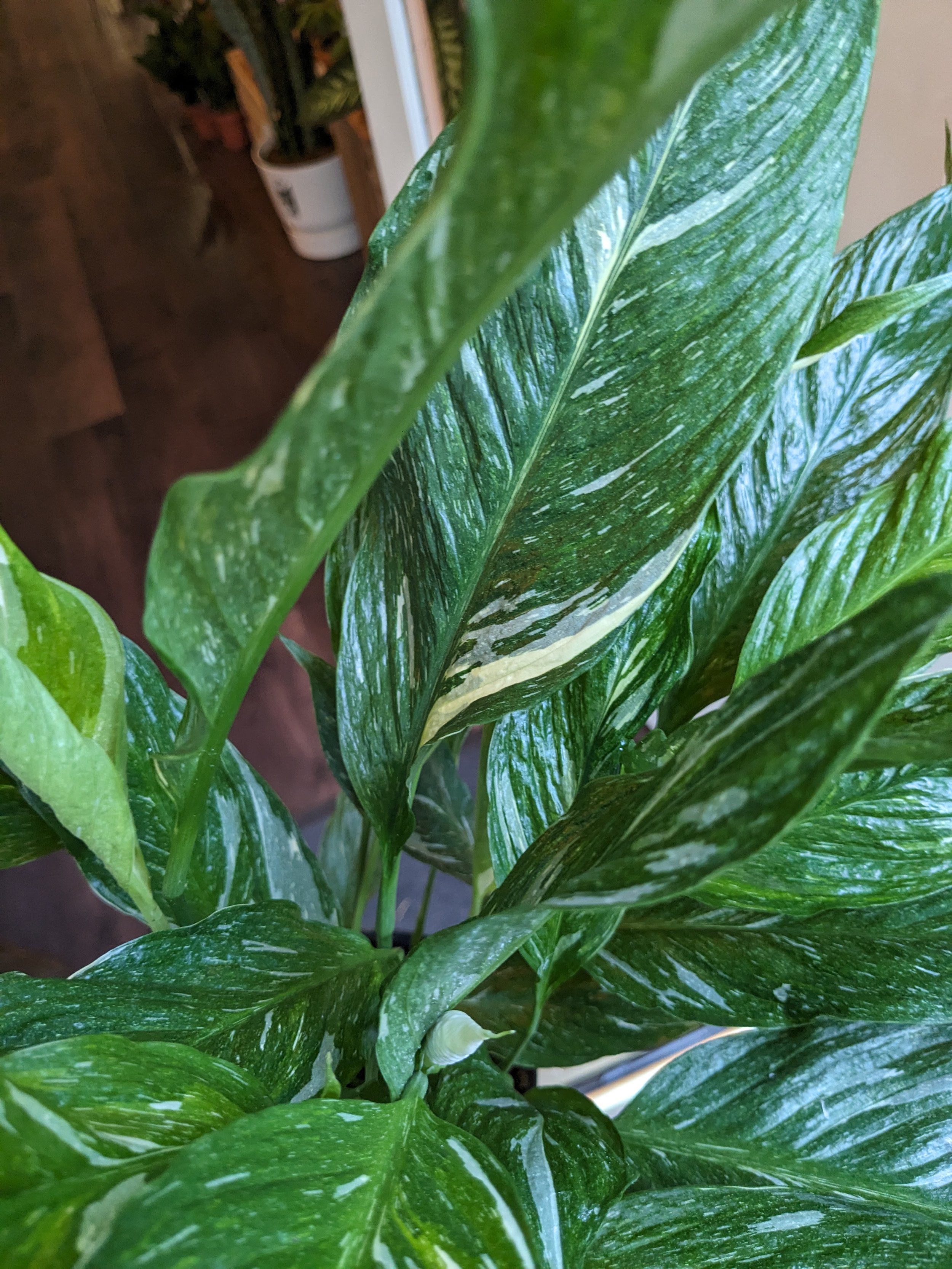 Spathiphyllum Diamond