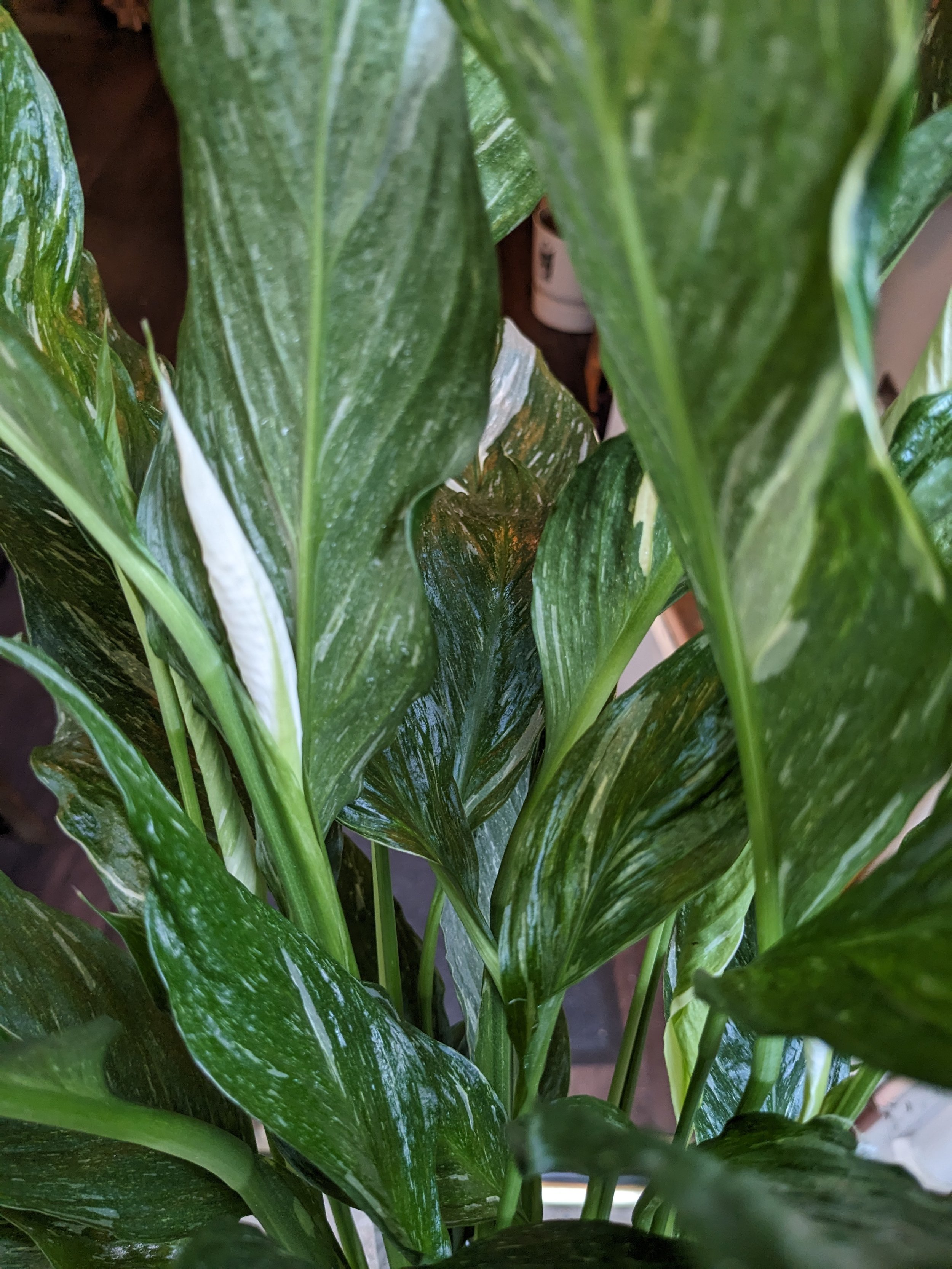Spathiphyllum Diamond