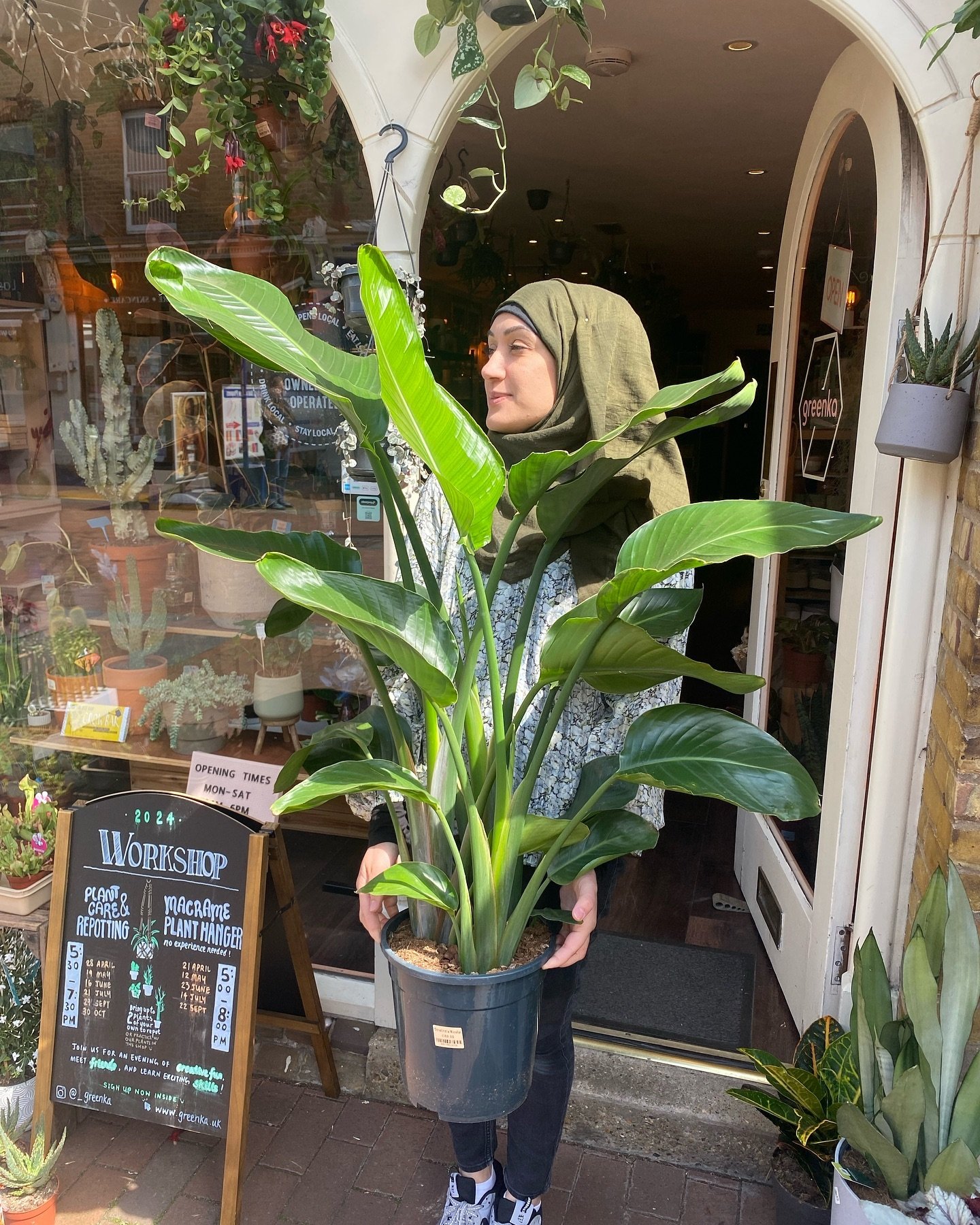 Large Strelitzia Nicolai available for collection or local delivery 🚚