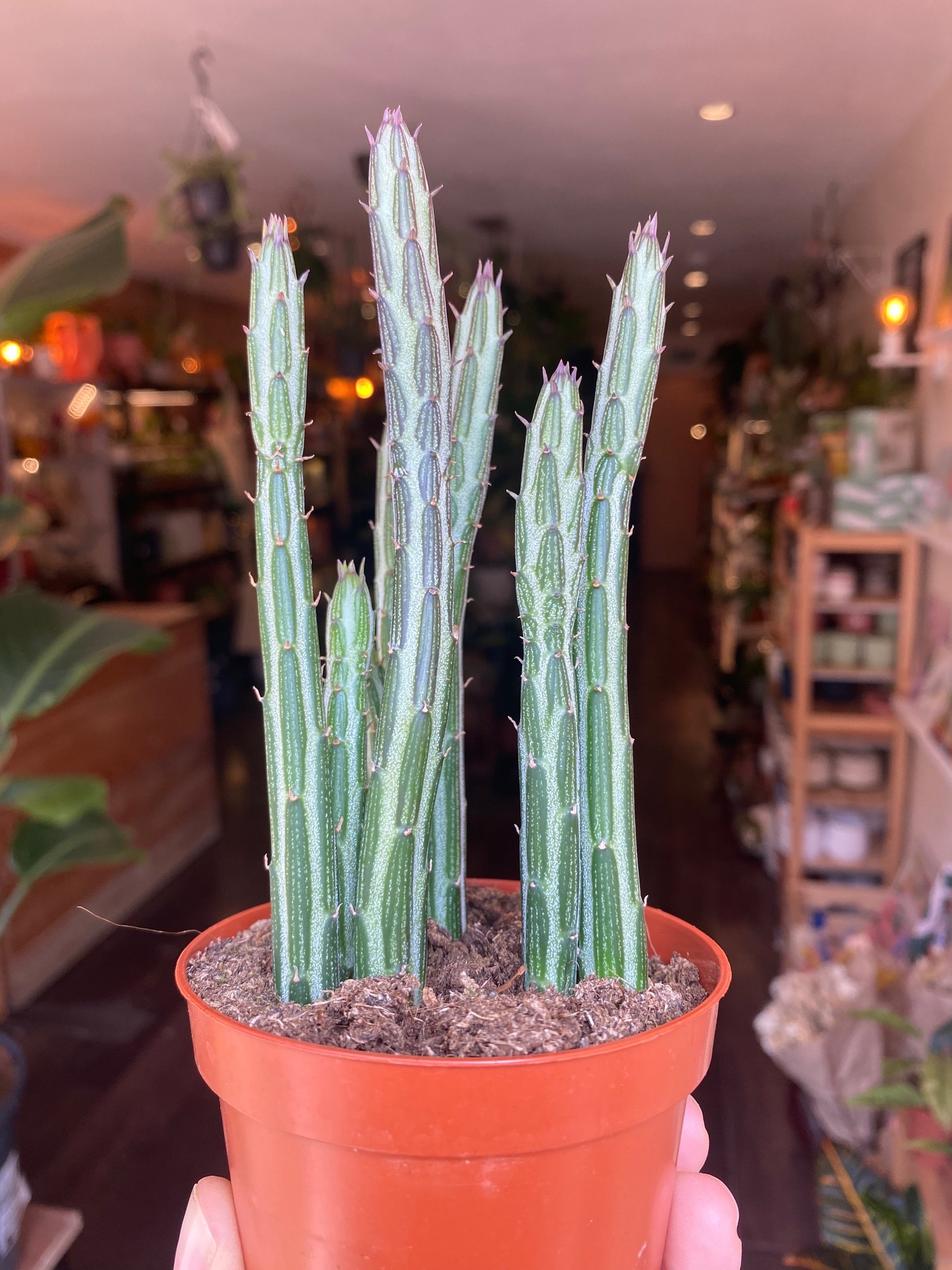 Senecio Stapeliiformis ‘pickle plant’
