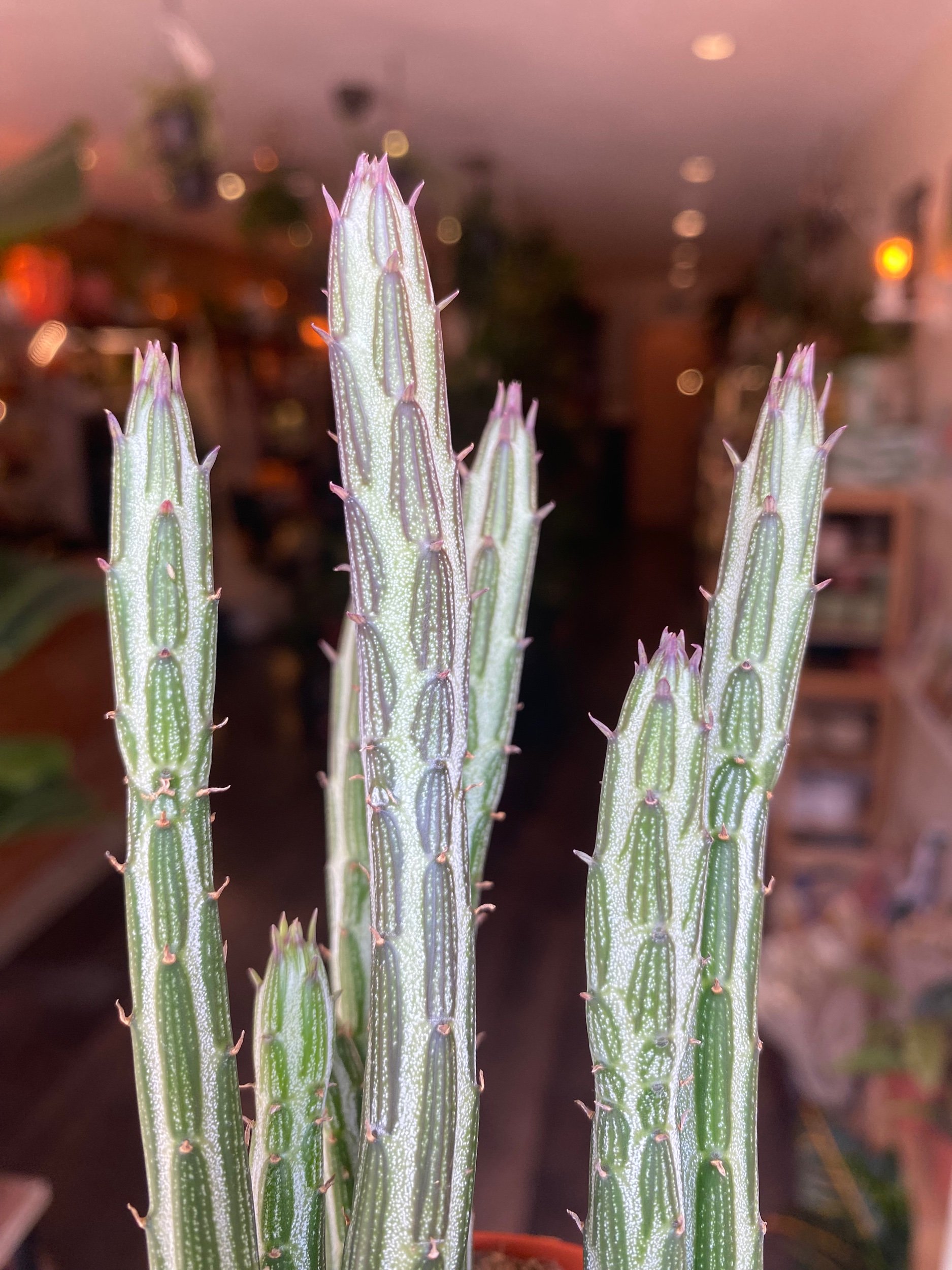 Senecio Stapeliiformis ‘pickle plant’
