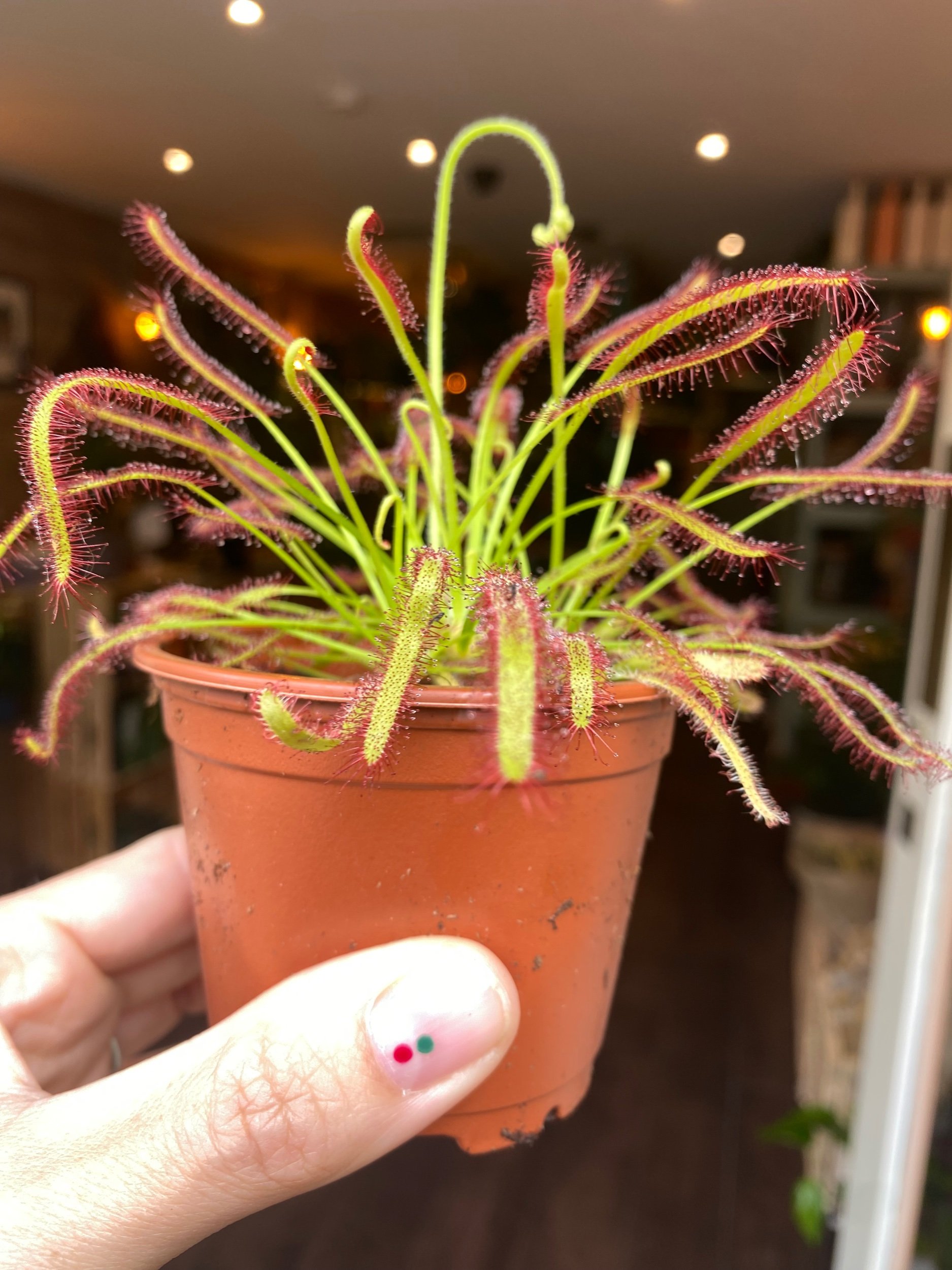 Drosera Capensis | Cape Sundew