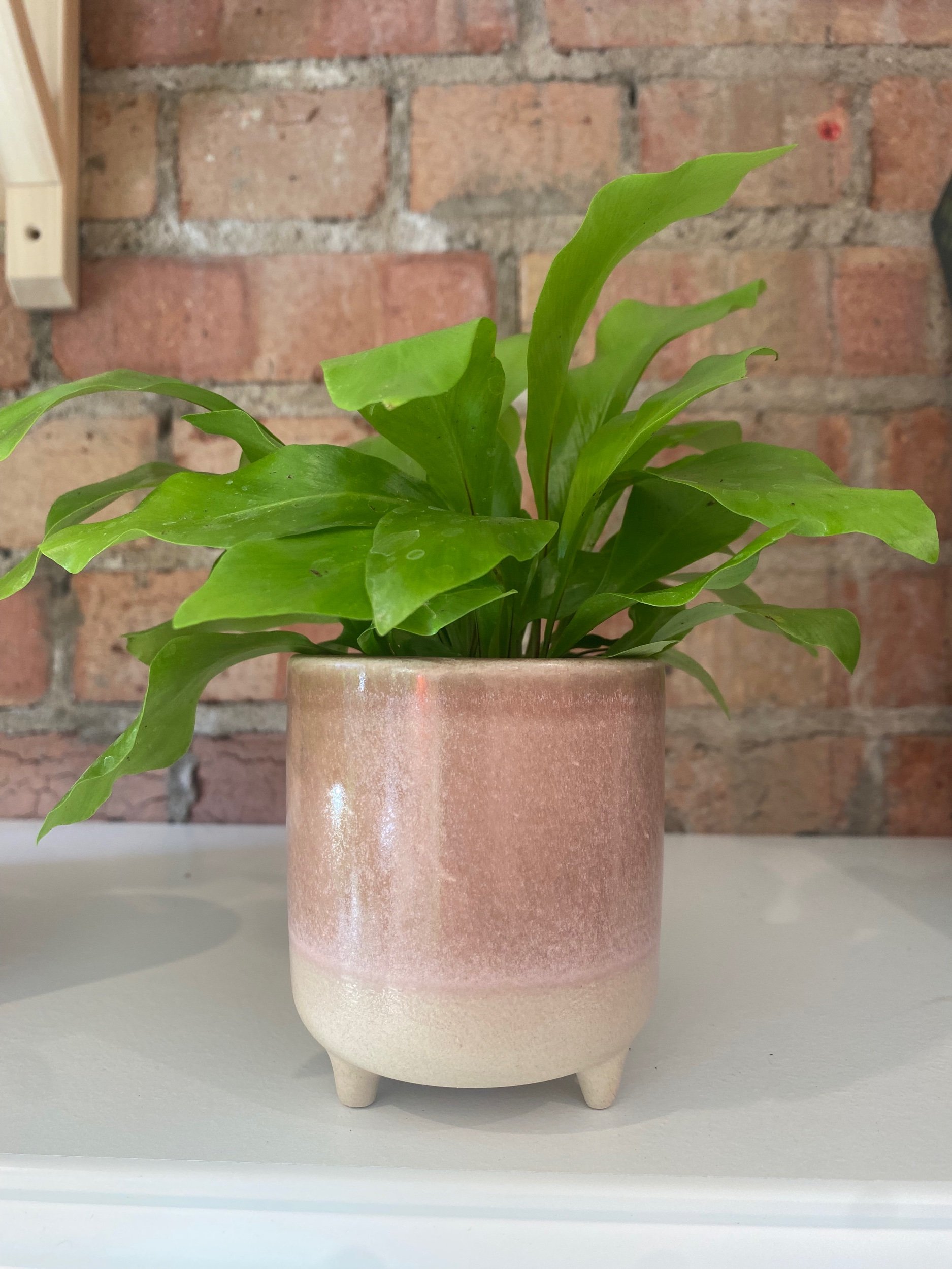 Matte Reactive Ceramic Pots from Ivyline