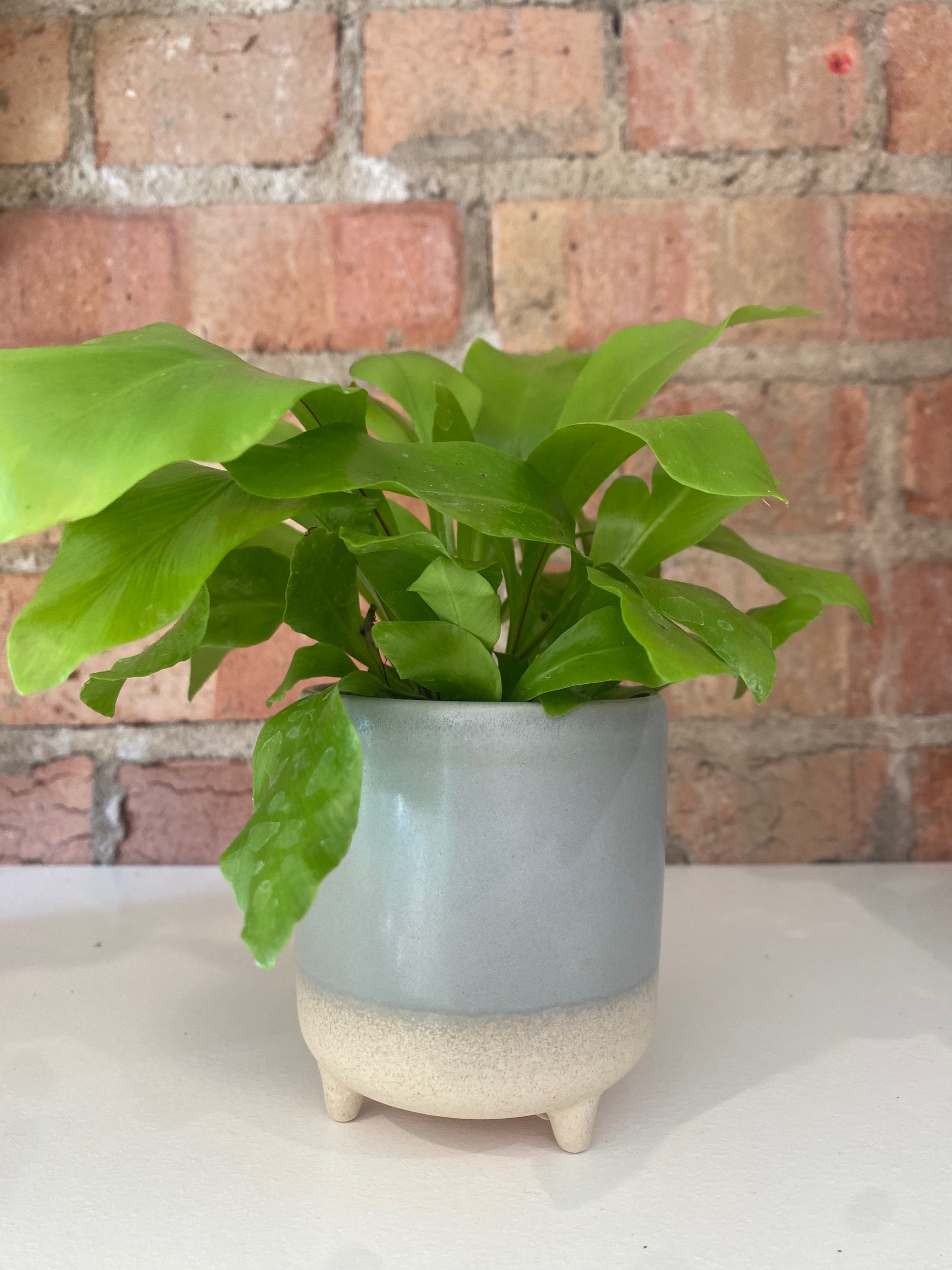Matte Reactive Ceramic Pots from Ivyline