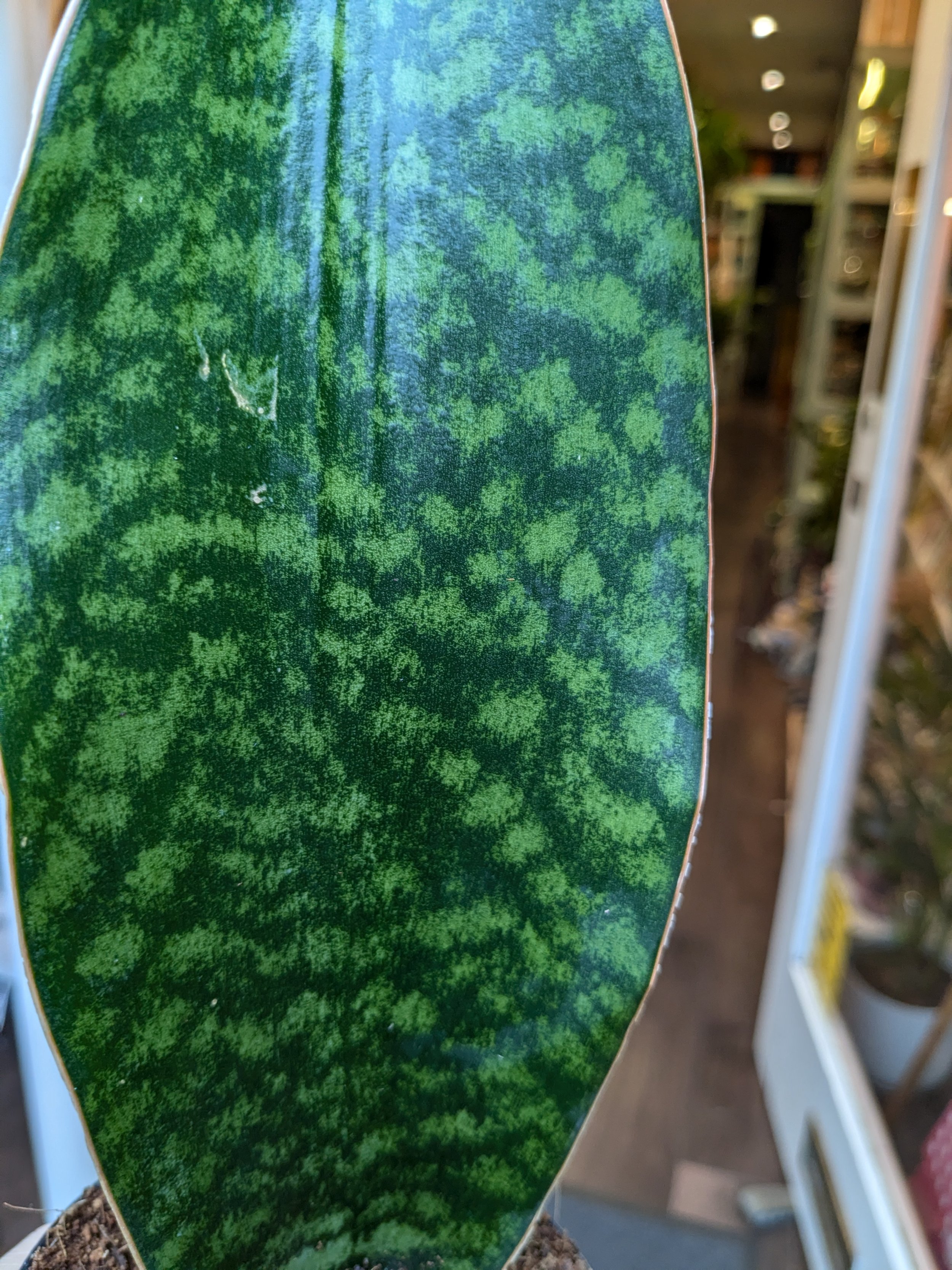 processed_41f0edcacd9a49b69e4816b69aaabe4a.jpeg