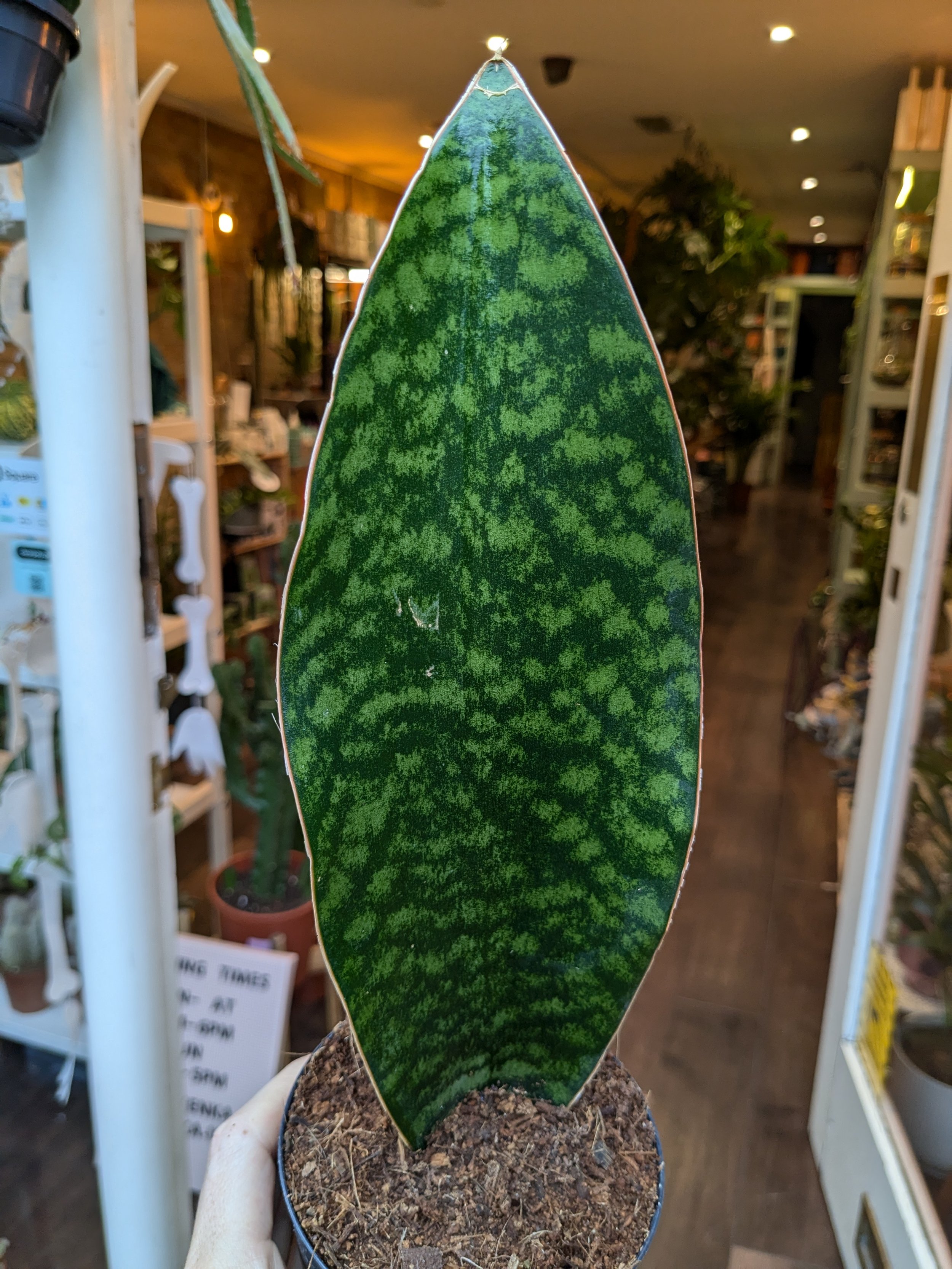 Sansevieria Masoniana 'Whale Fin'