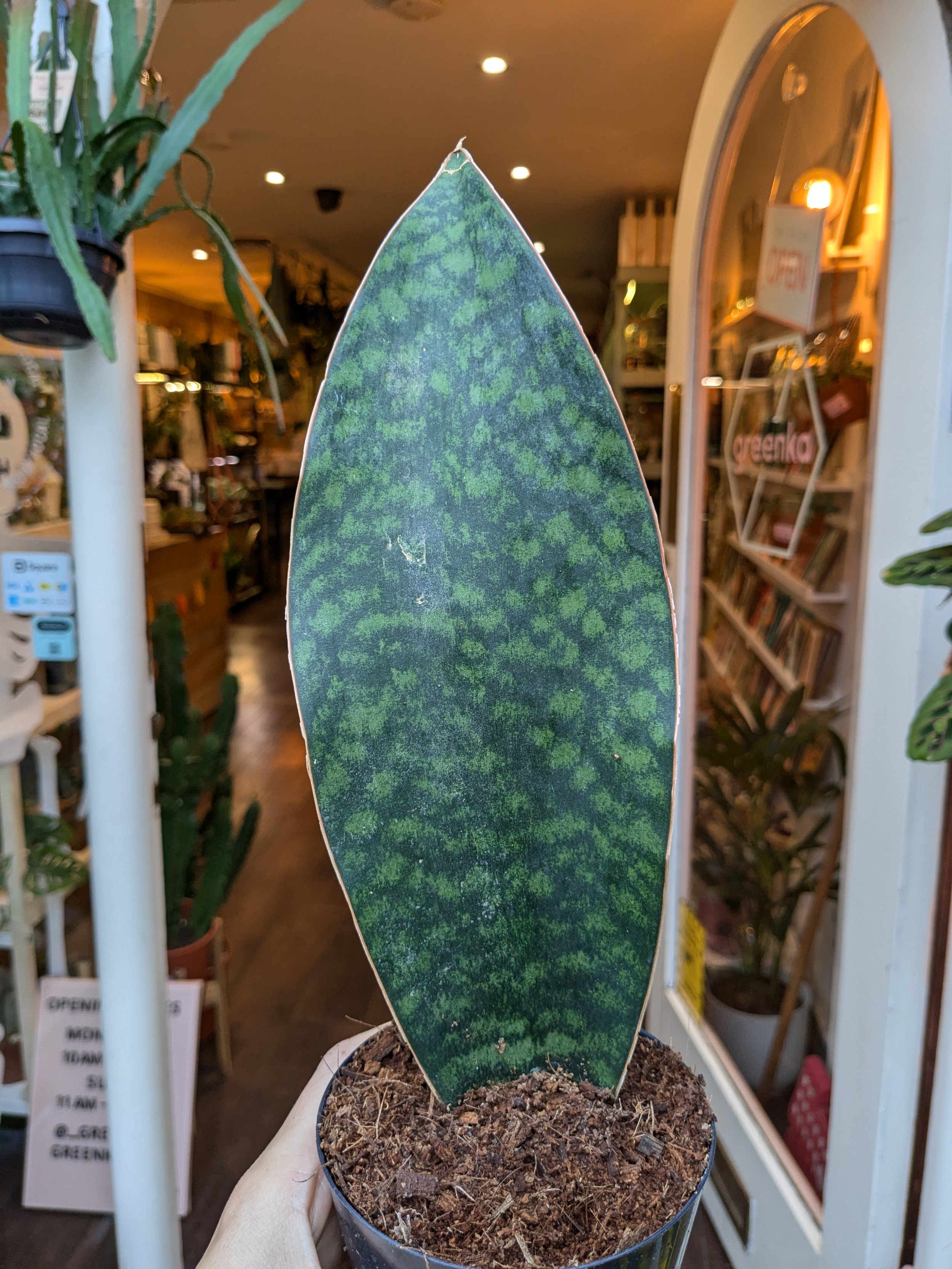 Sansevieria Masoniana 'Whale Fin'
