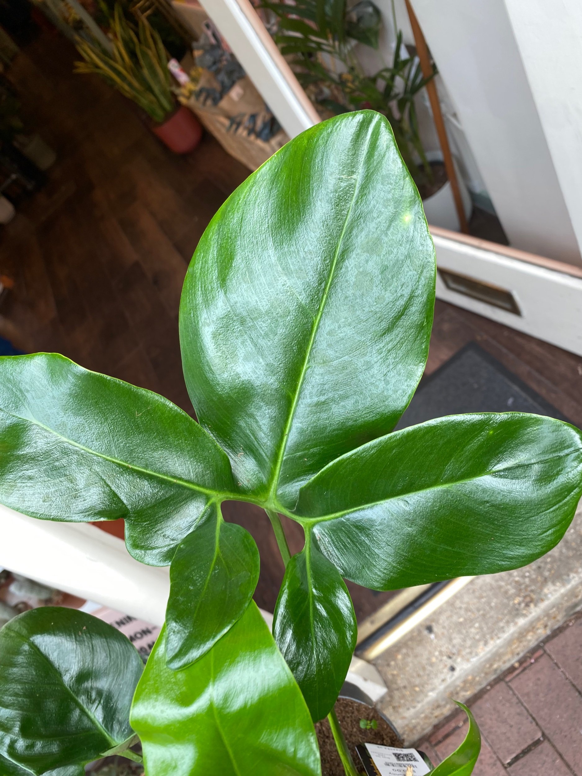 Philodendron 'Funny Bunny' Goeldii