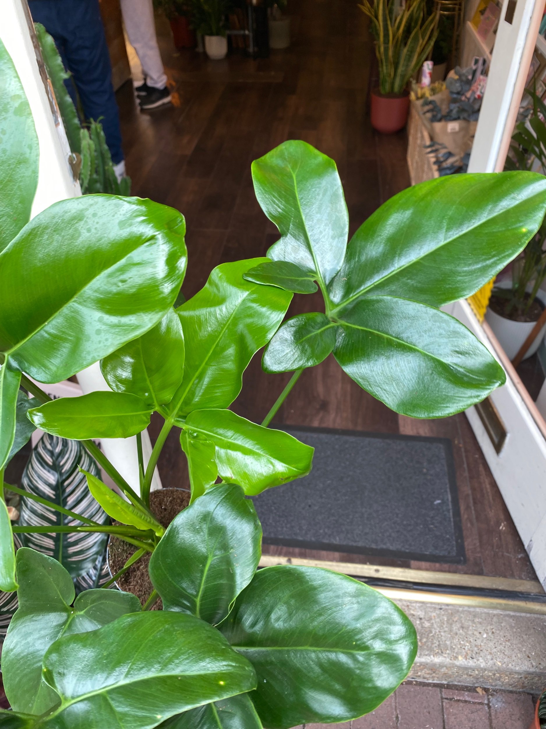 Philodendron 'Funny Bunny' Goeldii