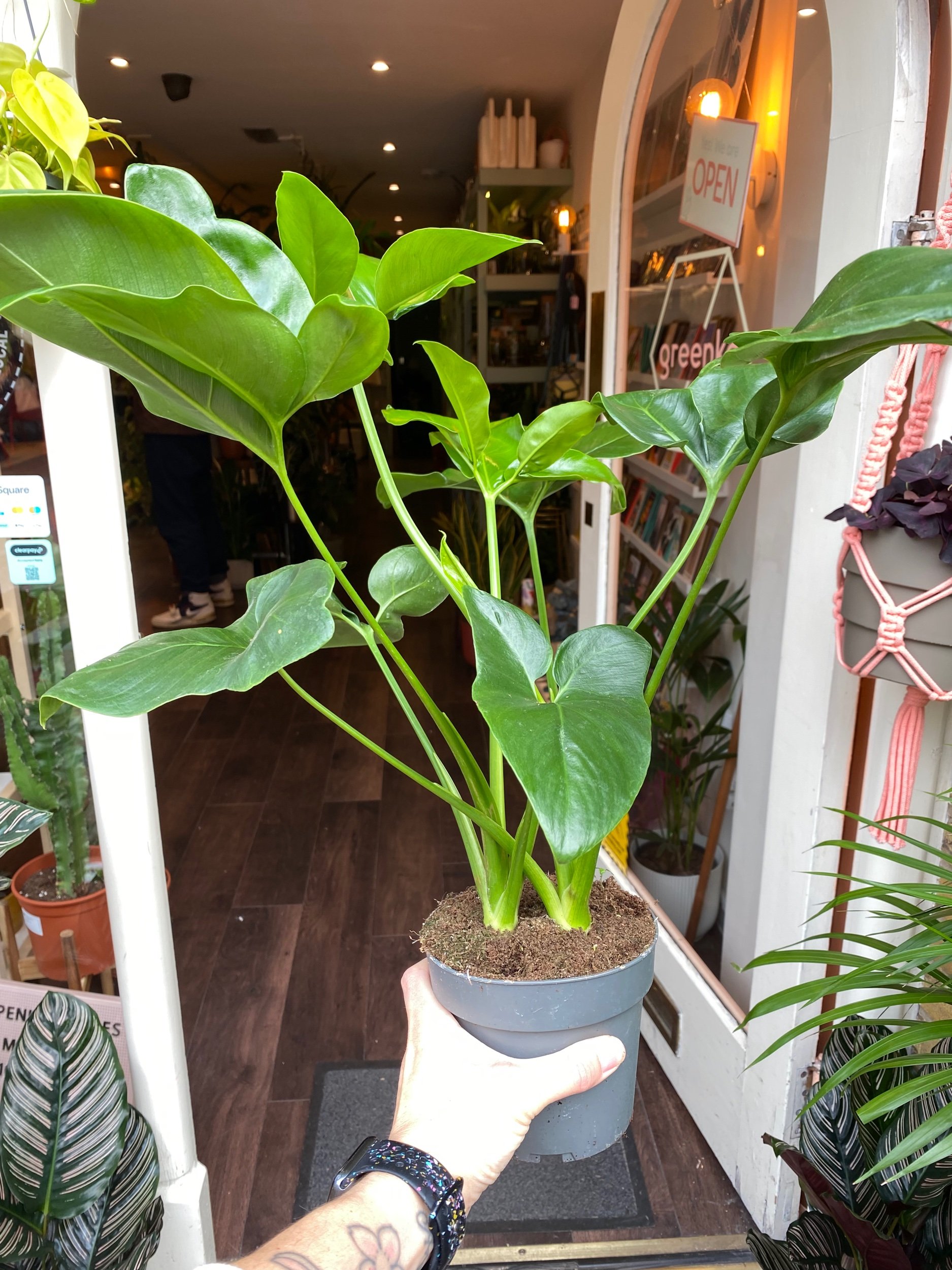 Philodendron 'Funny Bunny' Goeldii