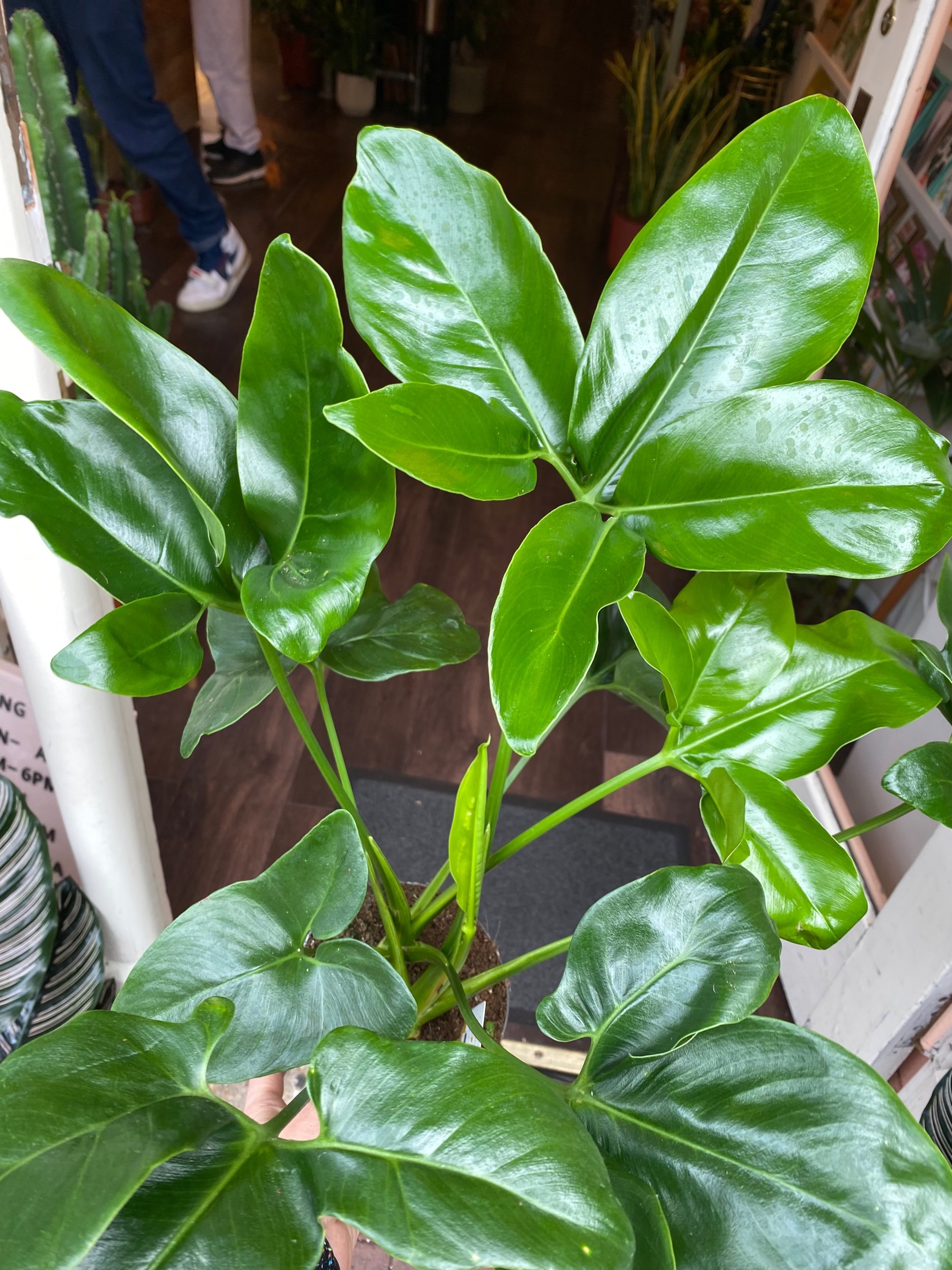 Philodendron 'Funny Bunny' Goeldii