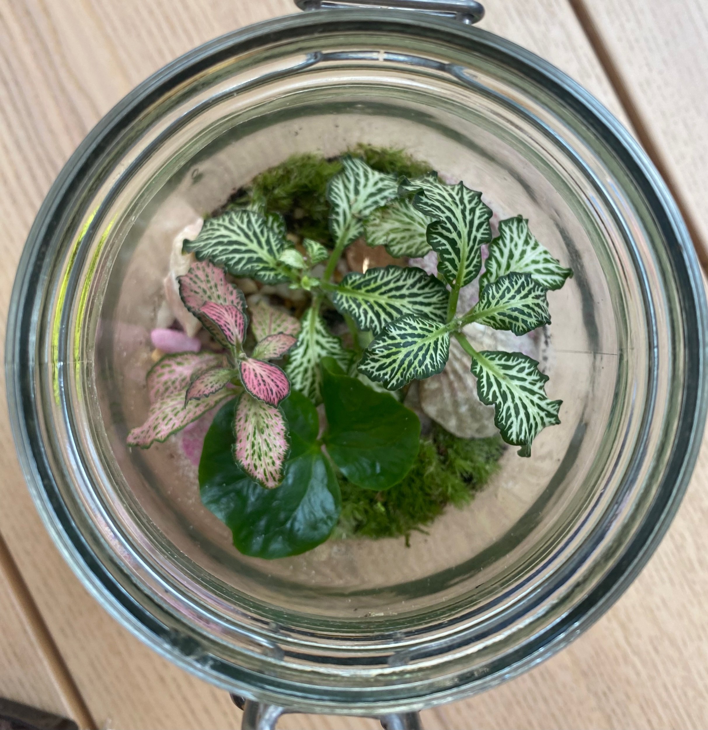 inside a terrarium
