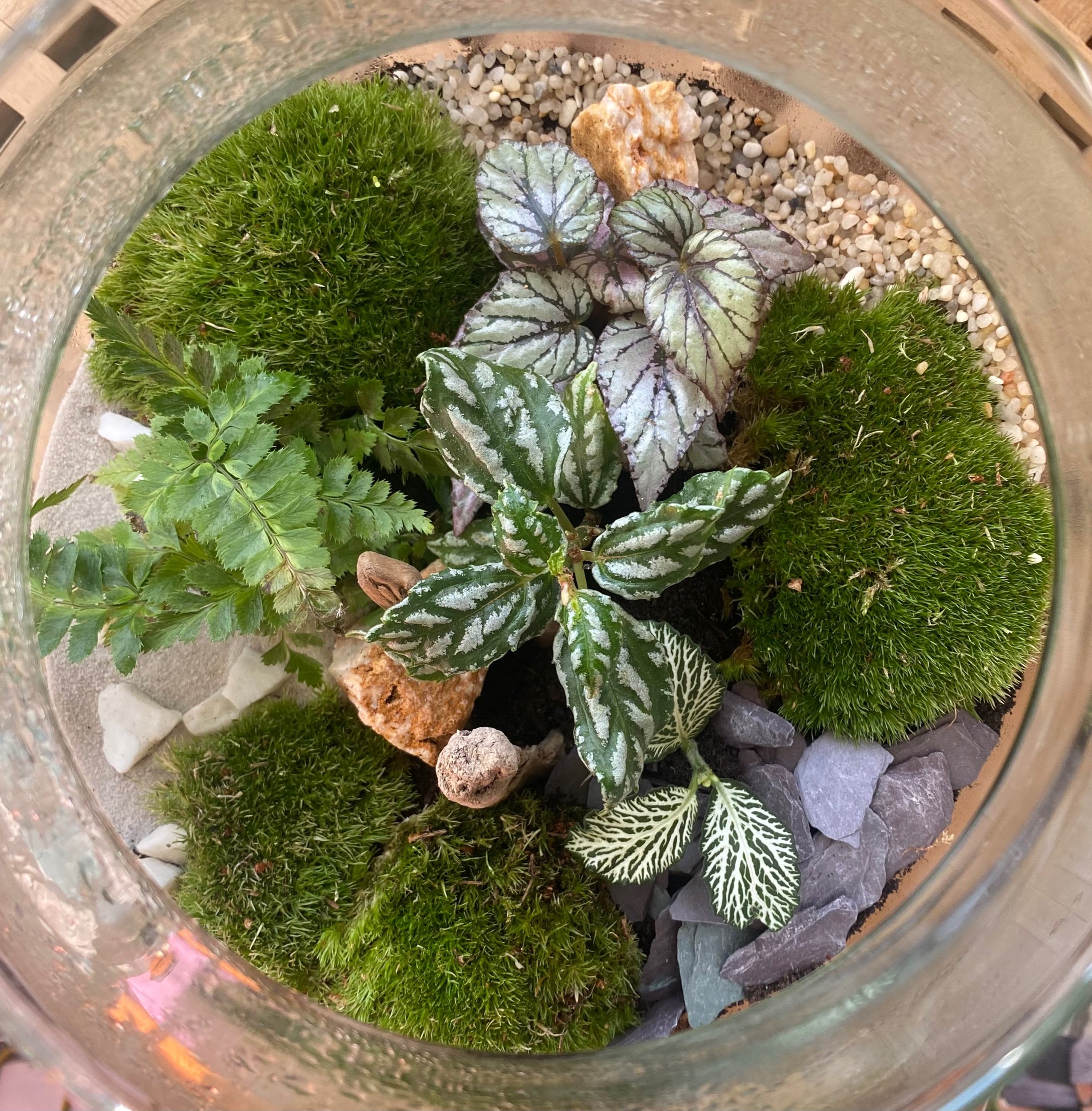 inside a terrarium