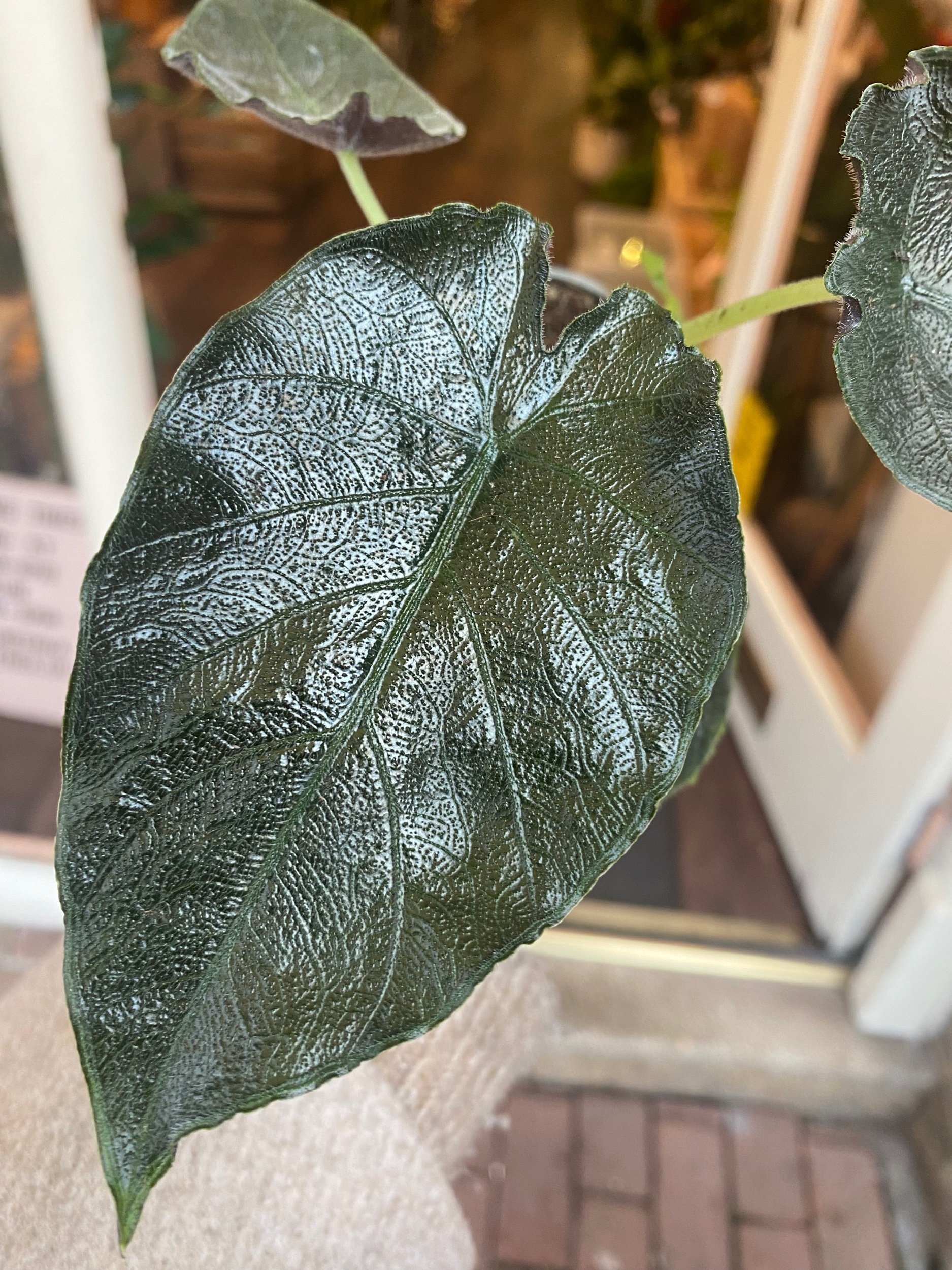 Alocasia Antoro Velvet