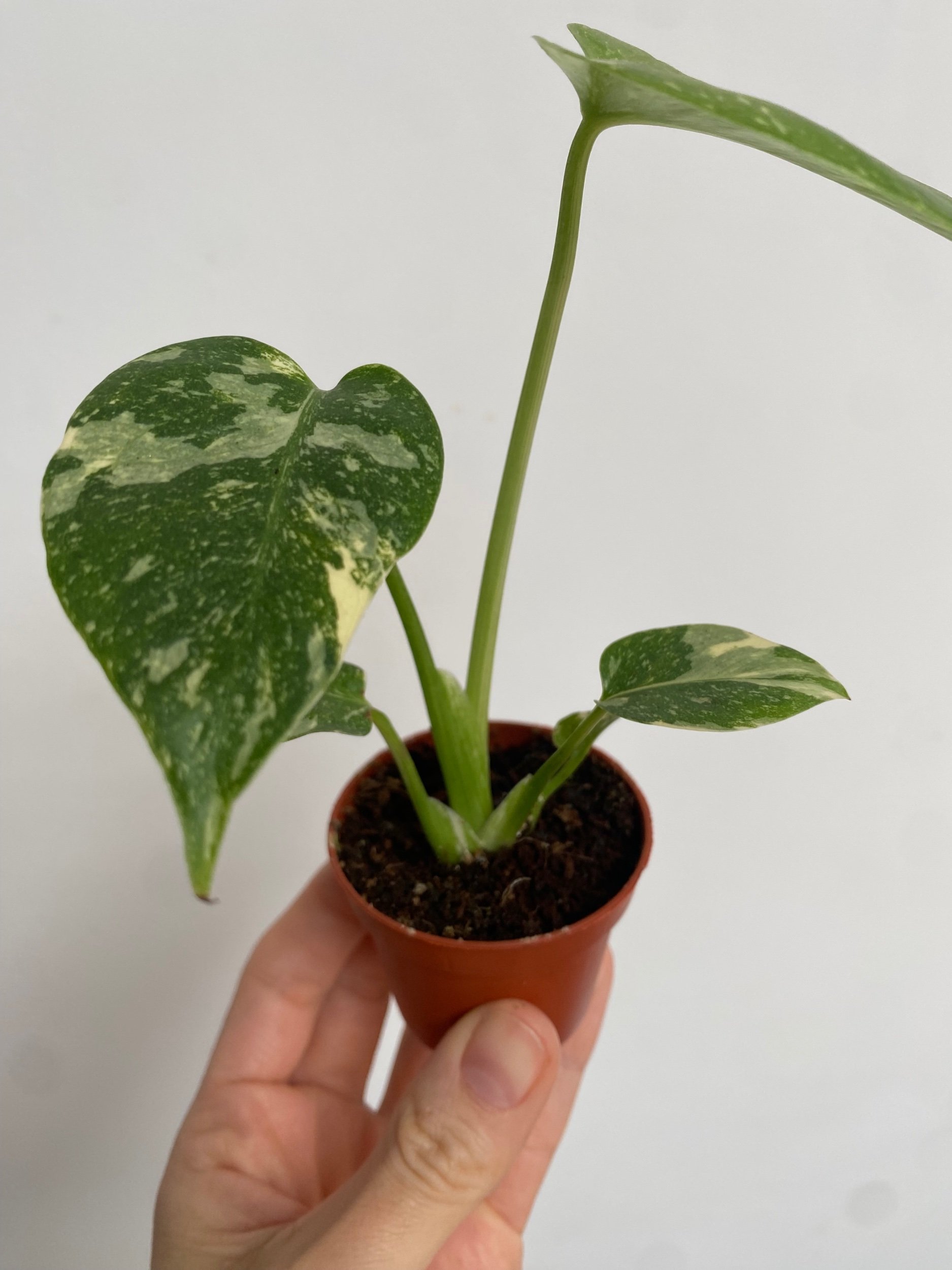 Monstera deliciosa Thai Constellation