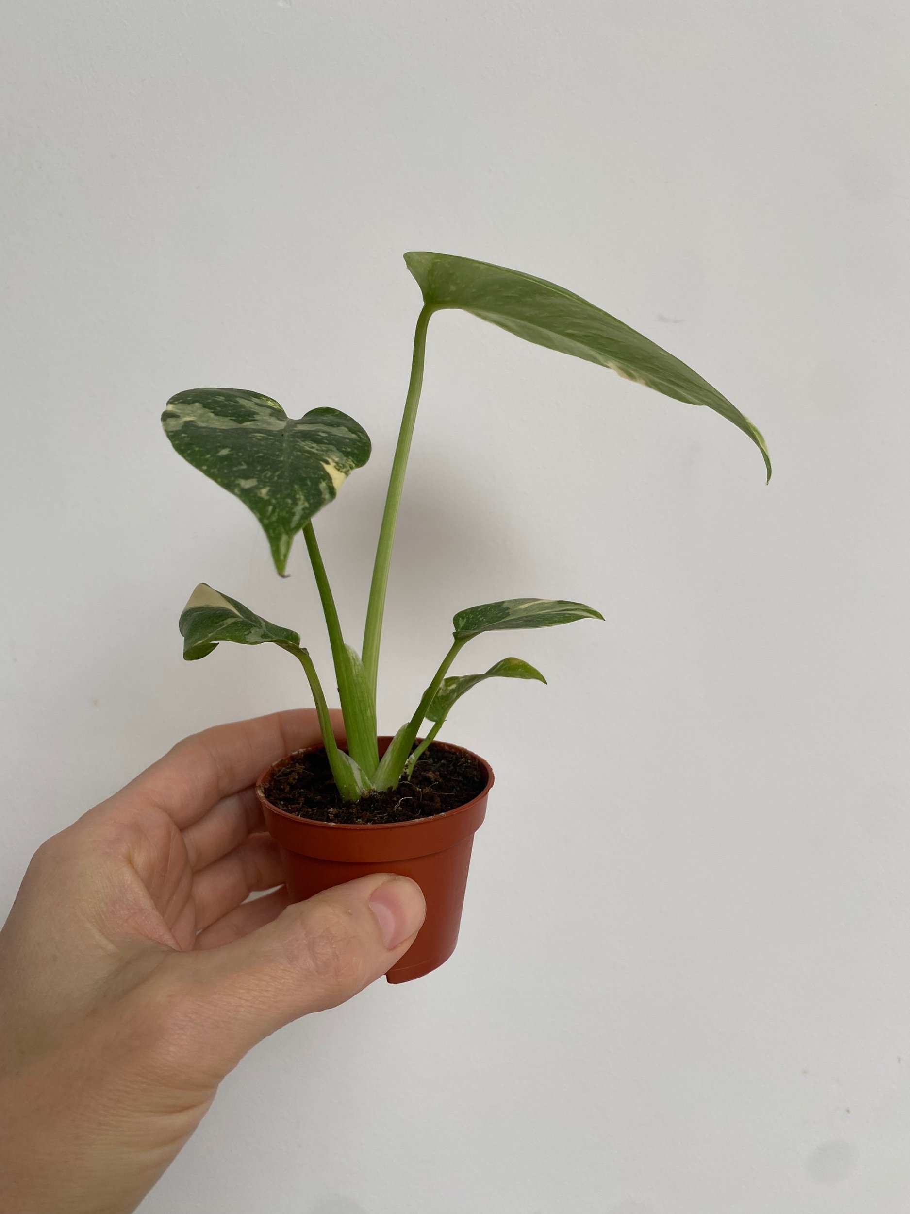 Monstera deliciosa Thai Constellation