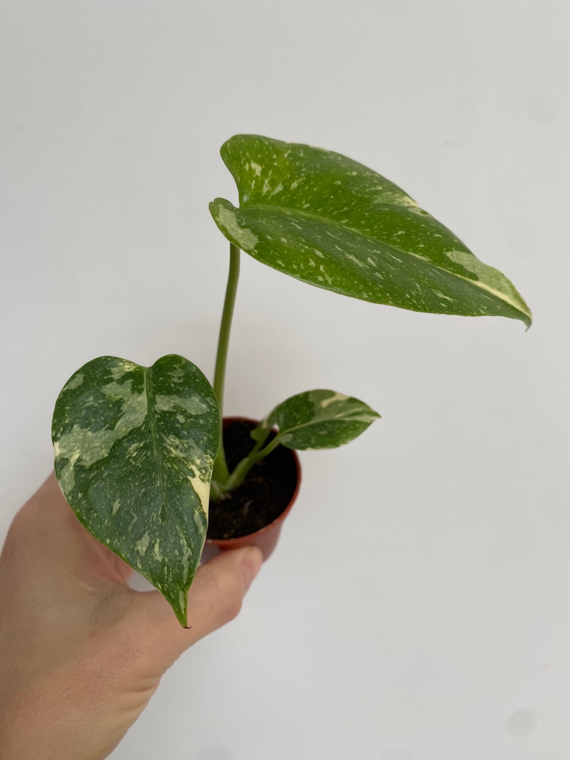 Monstera deliciosa Thai Constellation
