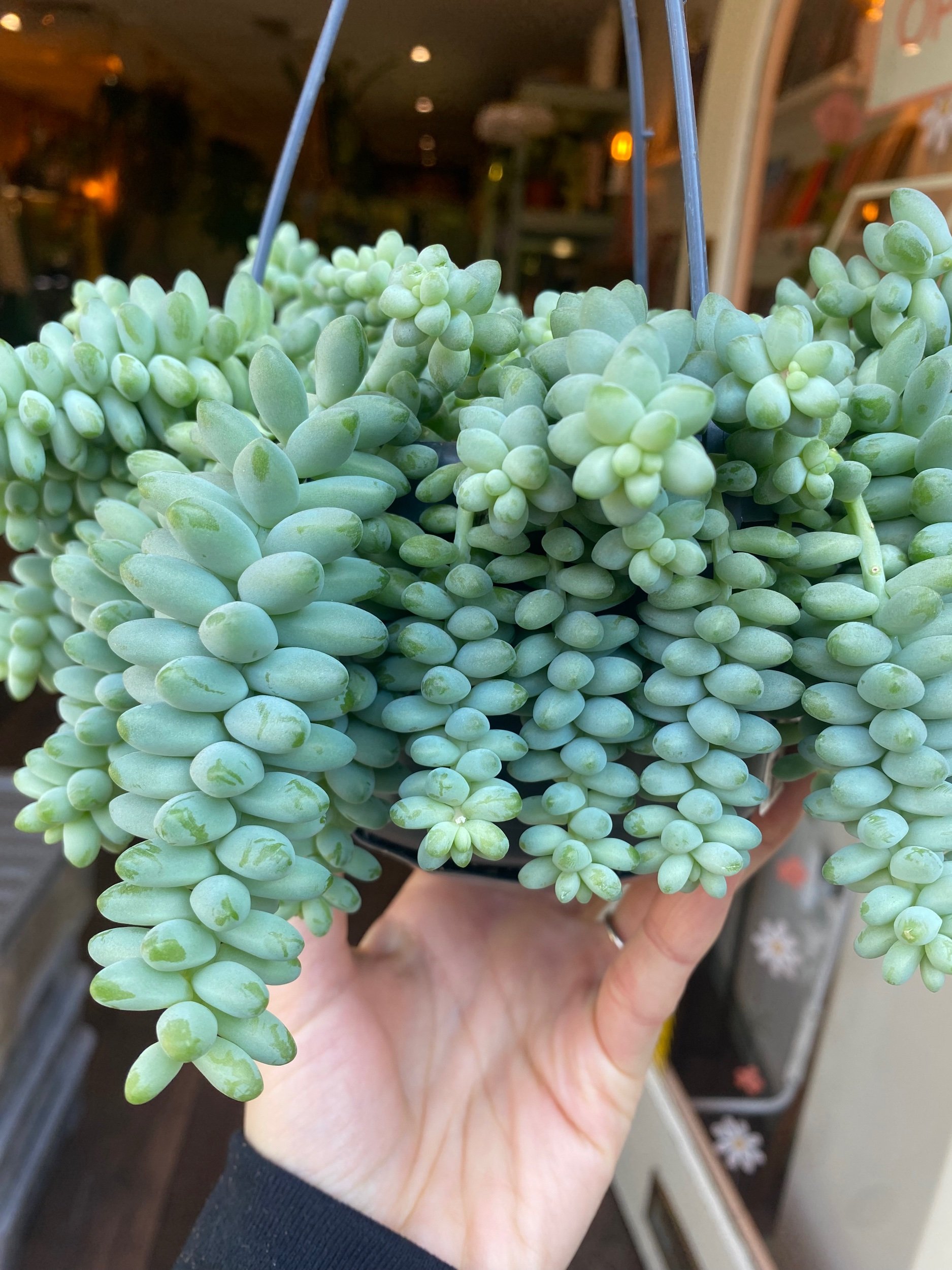 Sedum Burrito