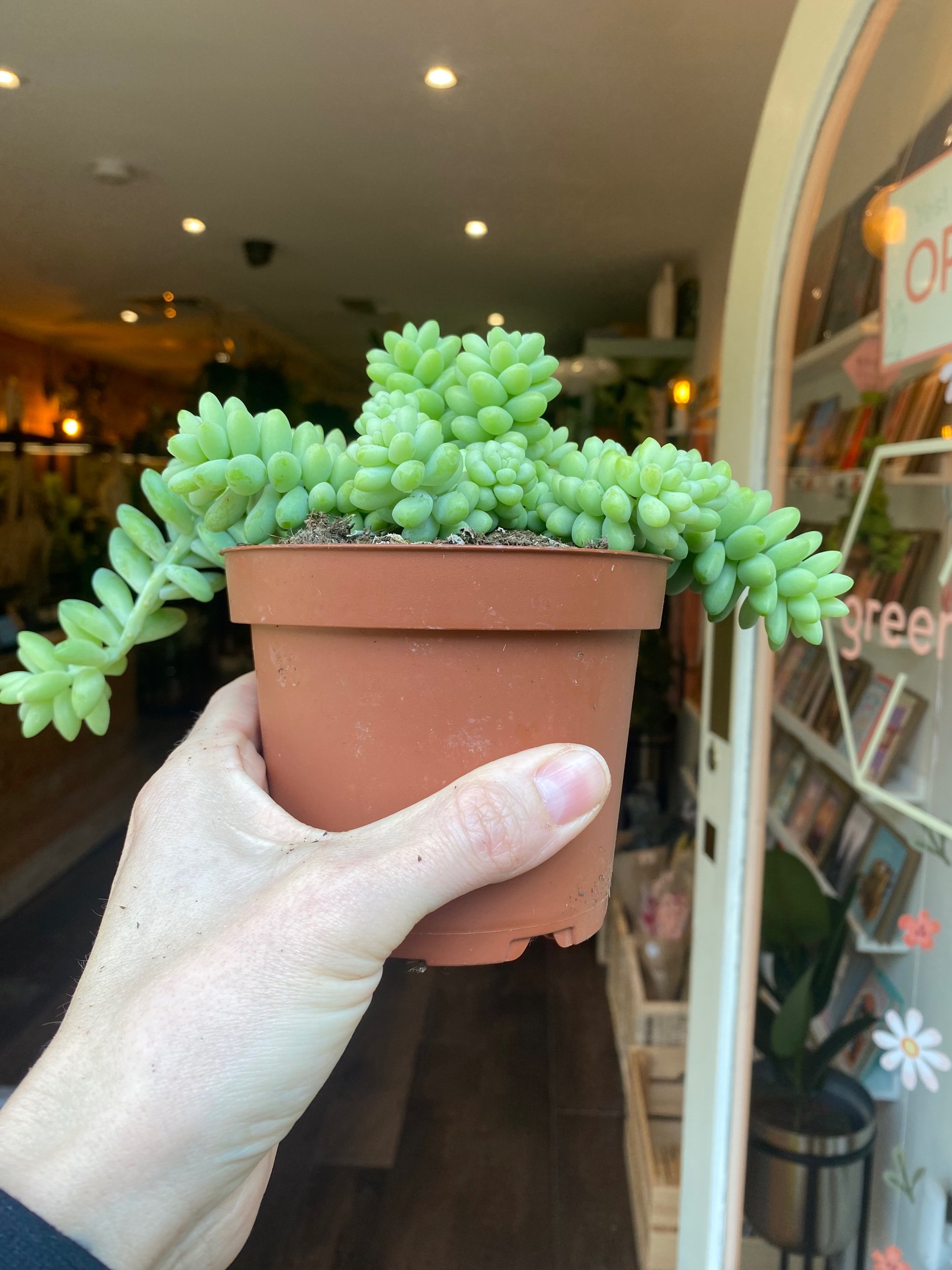 Sedum Burrito