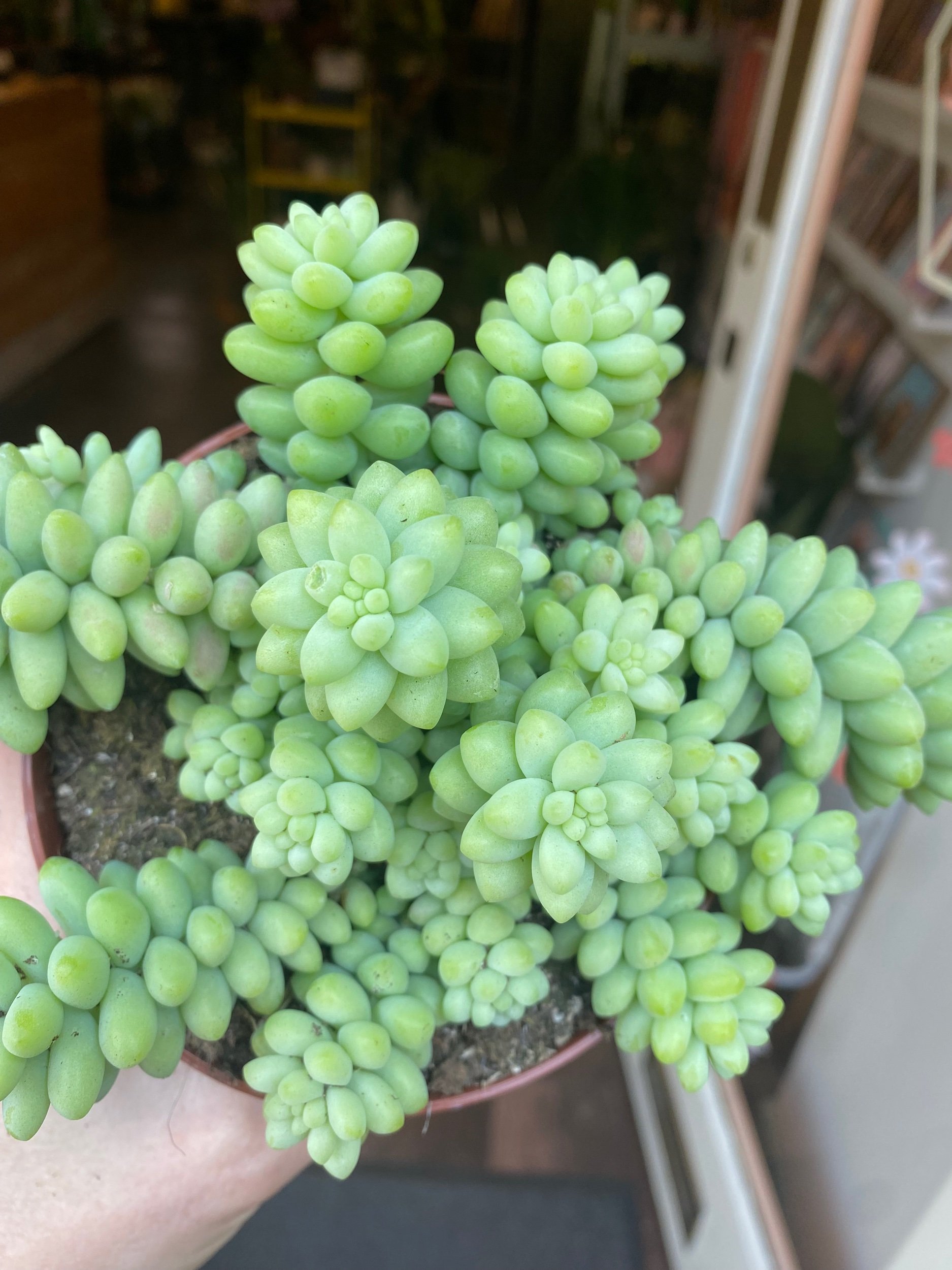 Sedum Burrito