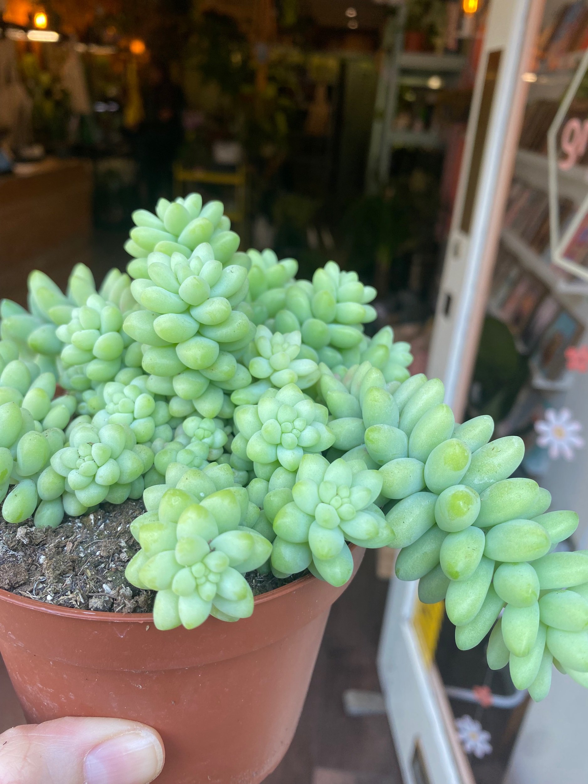 Sedum Burrito