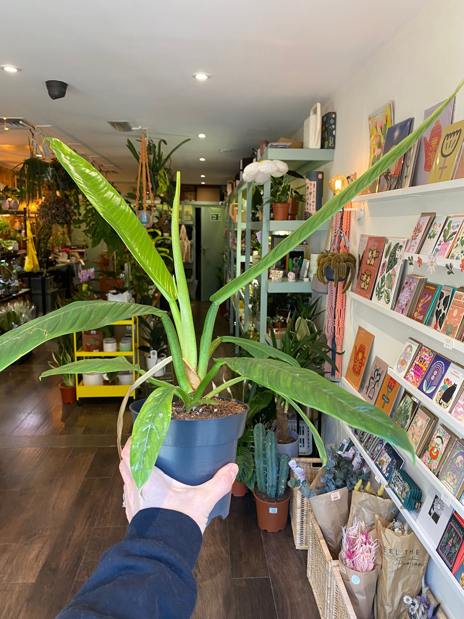 Philodendron Campii