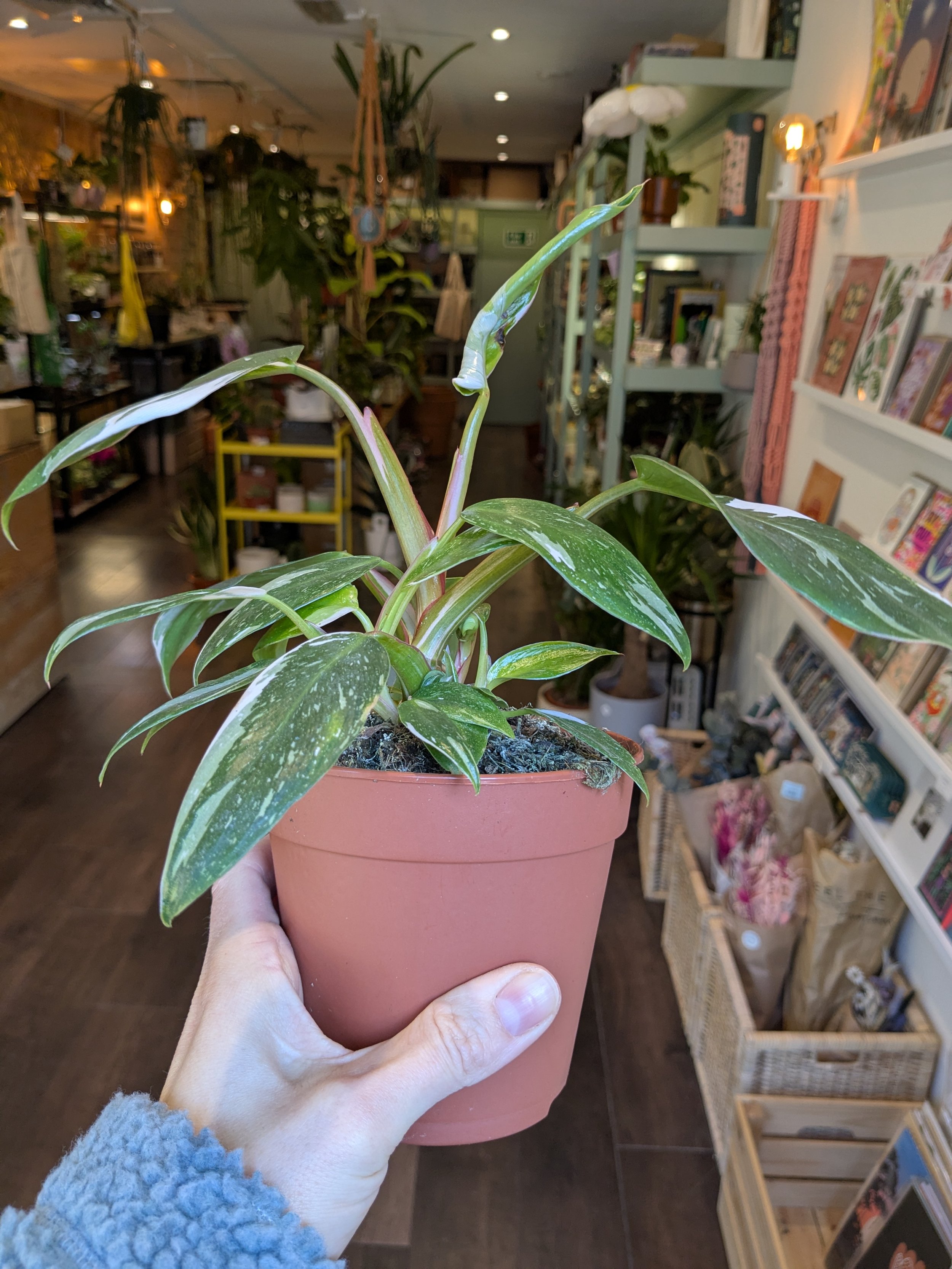 Philodendron White Princess