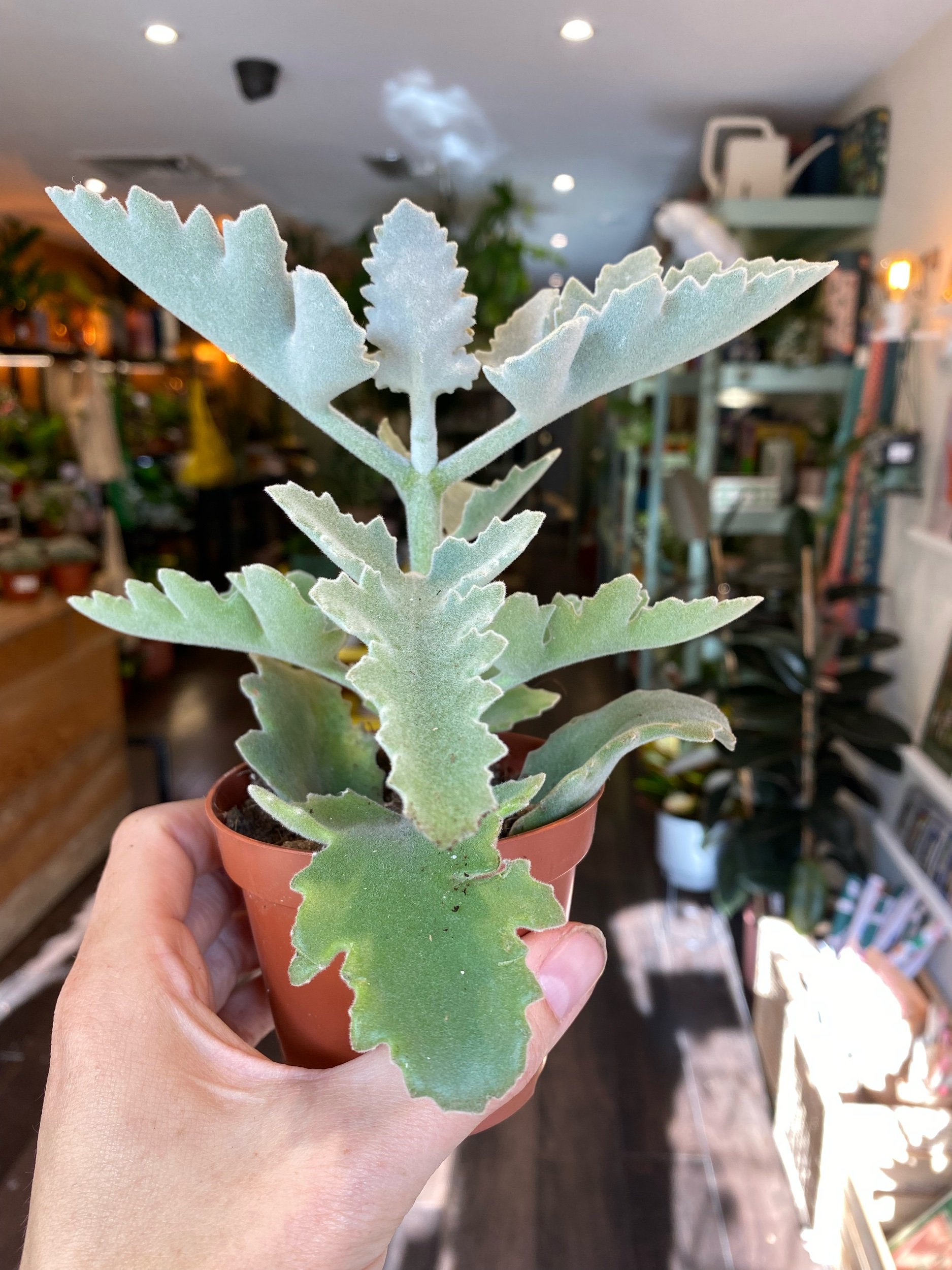 Kalanchoe Beharensis Light