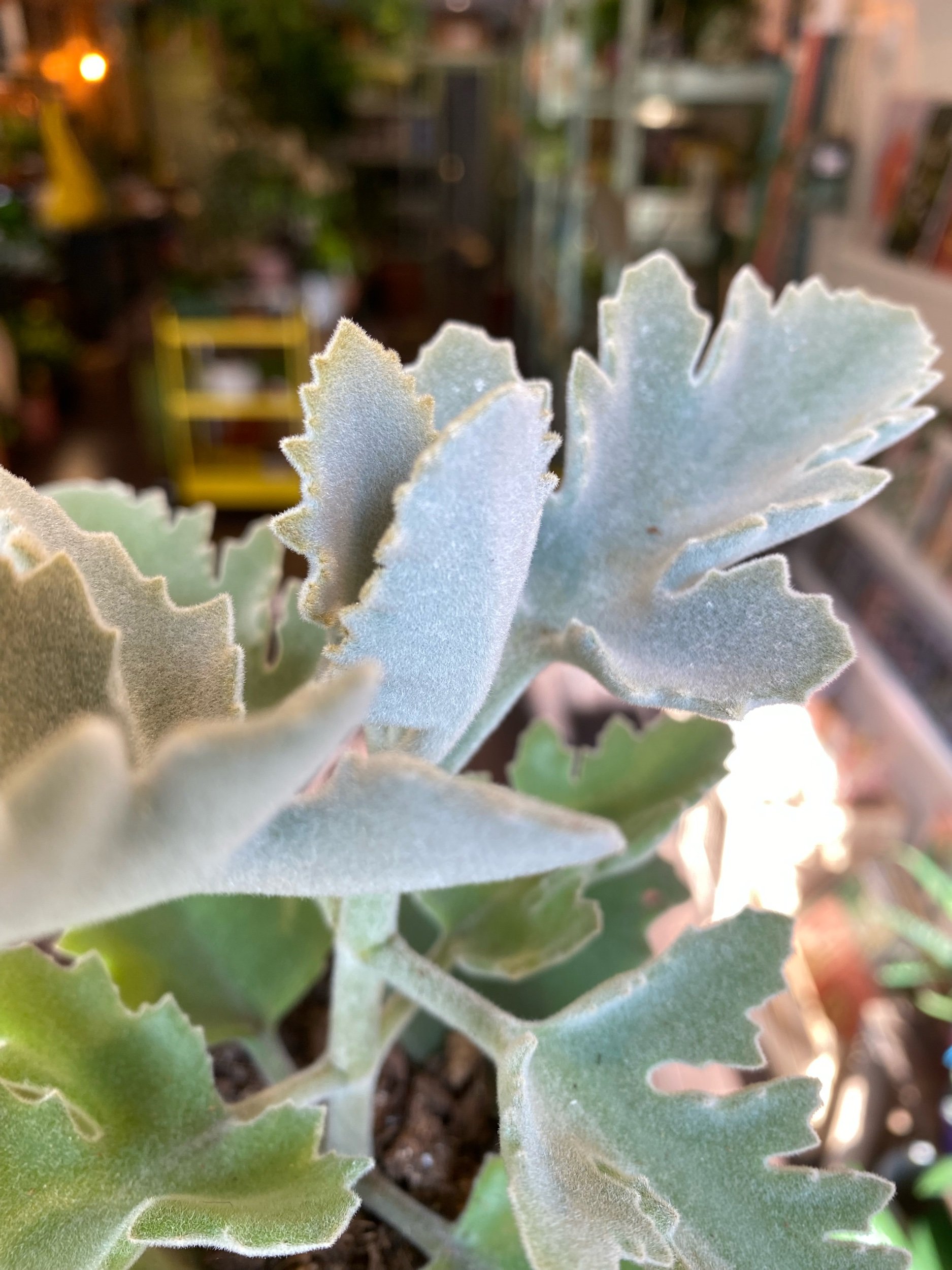 Kalanchoe Beharensis Light