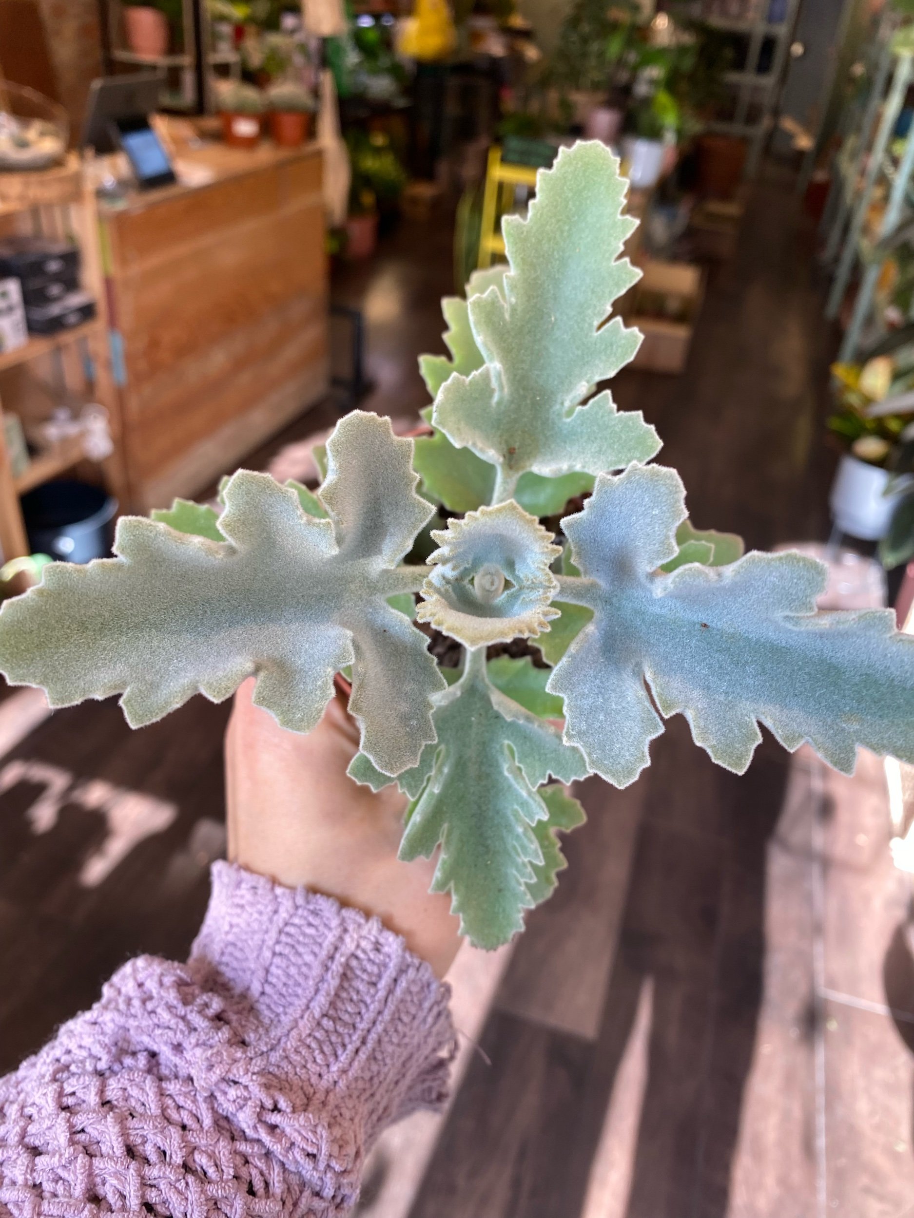 Kalanchoe Beharensis Light