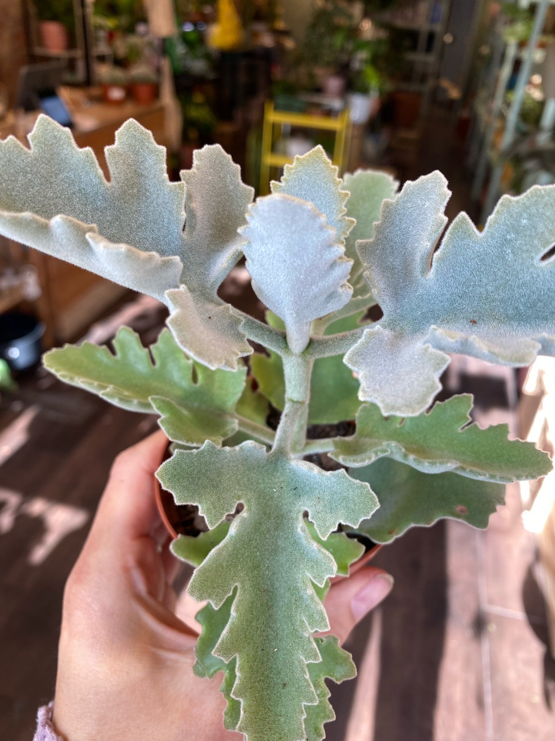 Kalanchoe Beharensis Light