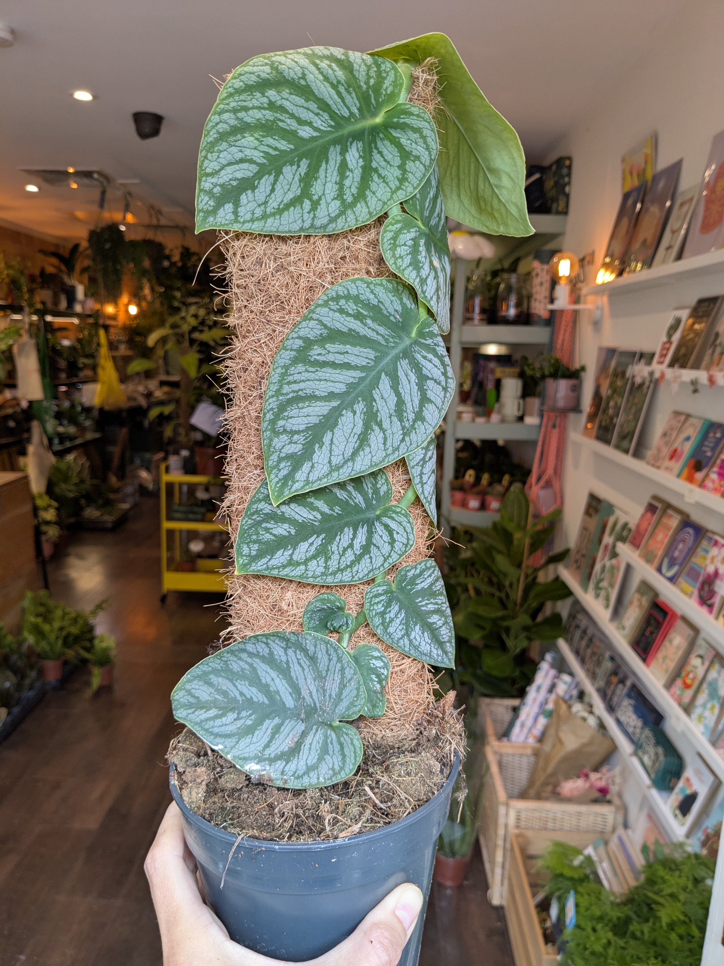 Monstera Dubia Juveniel