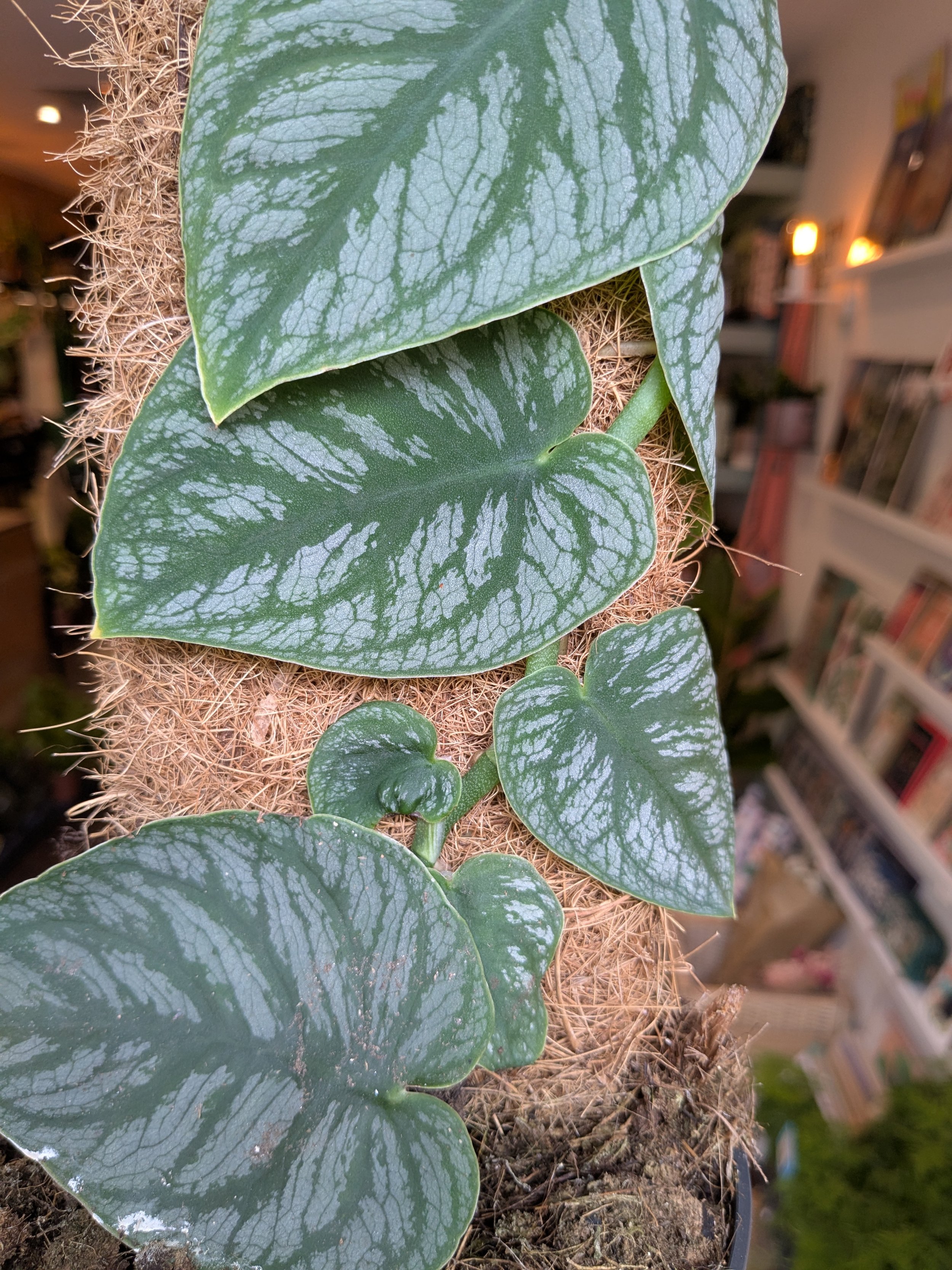 Monstera Dubia Juveniel