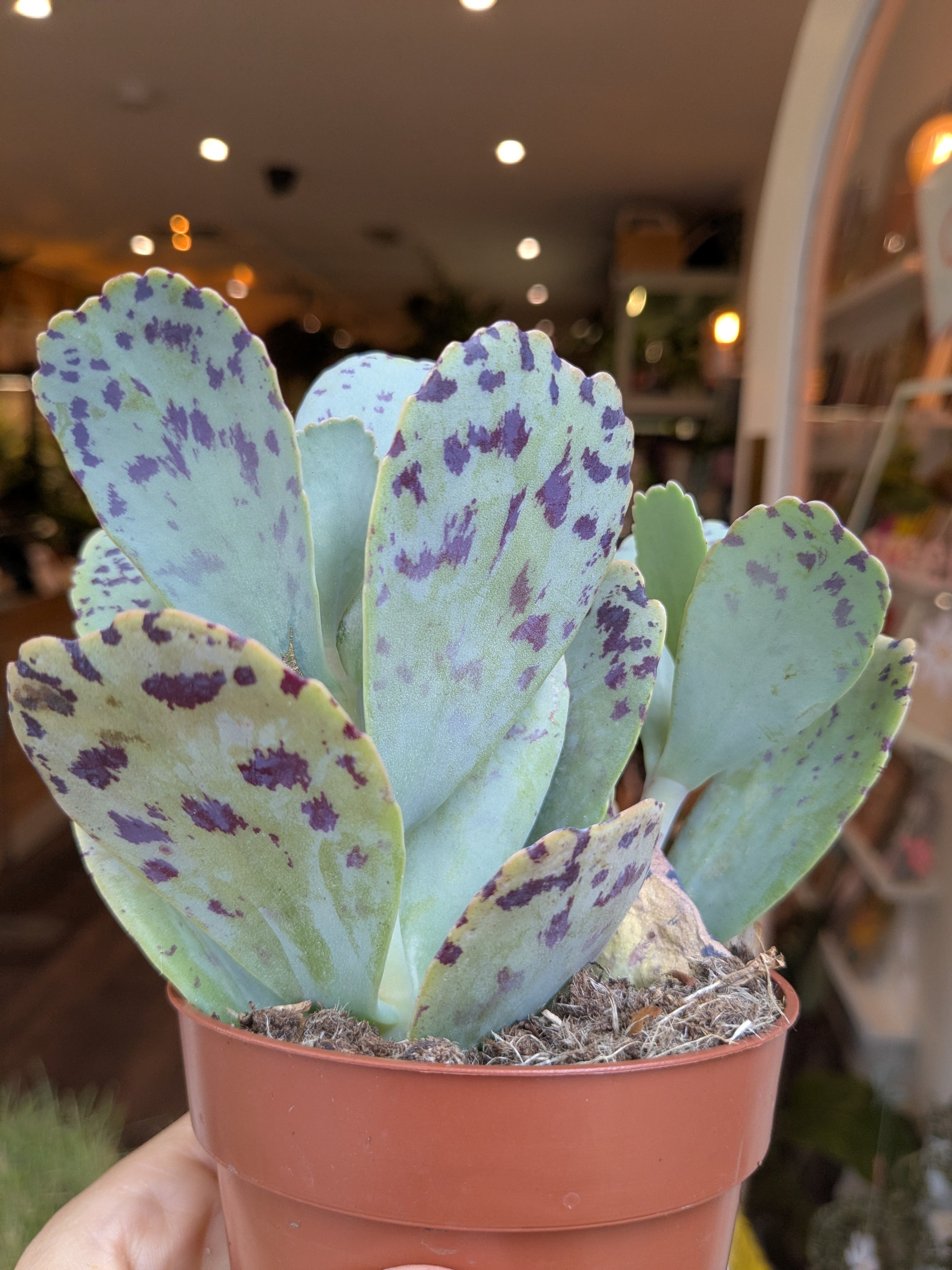 Kalanchoe Marmorata (Tiger)