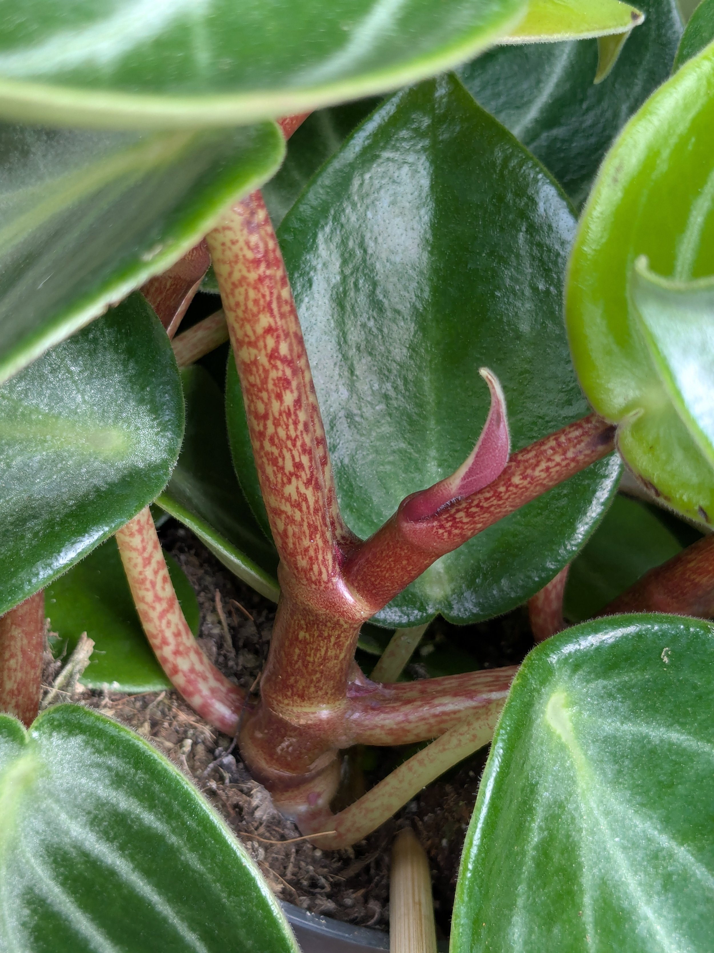 Peperomia Sarcophylla