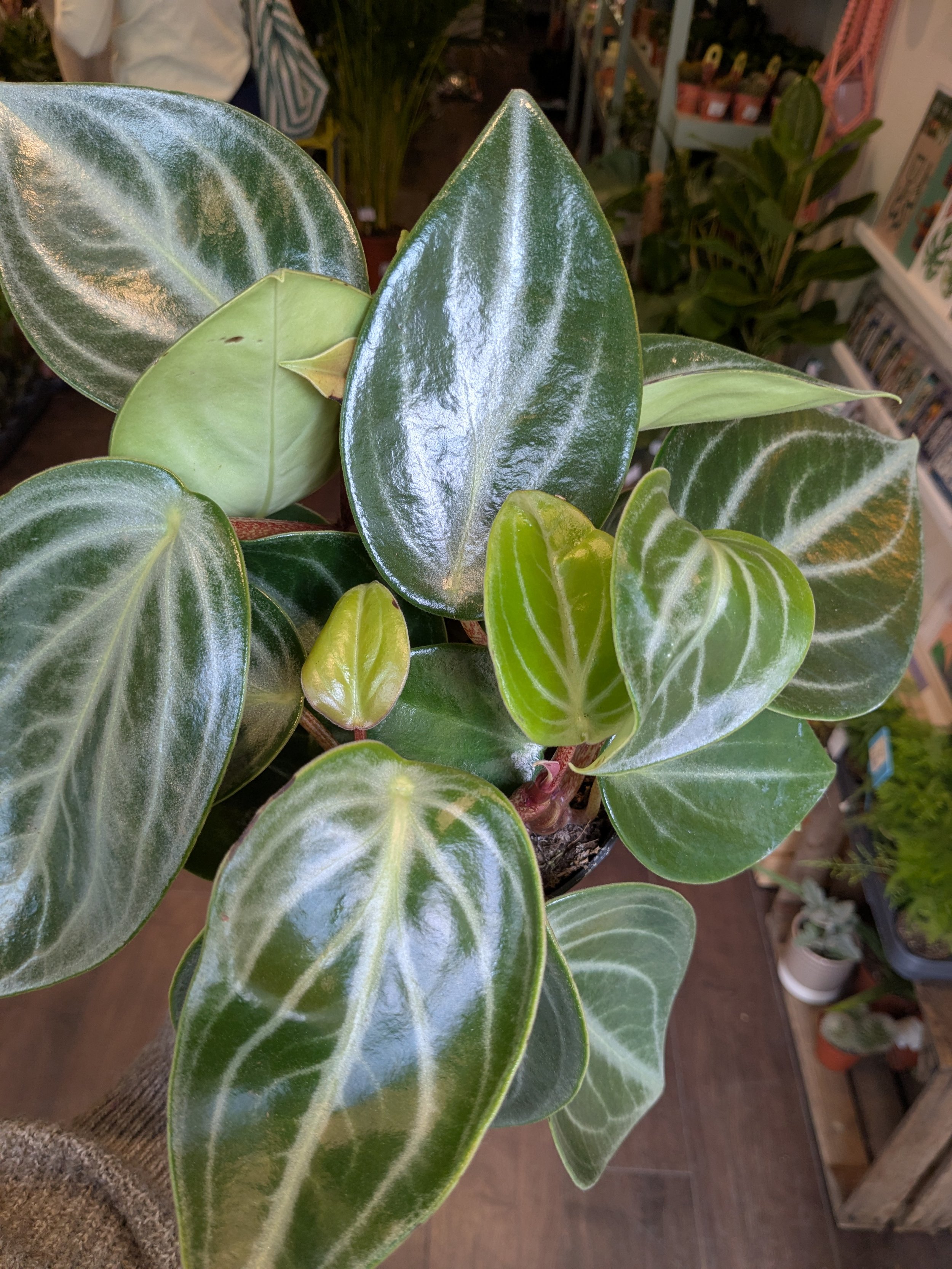 Peperomia Sarcophylla