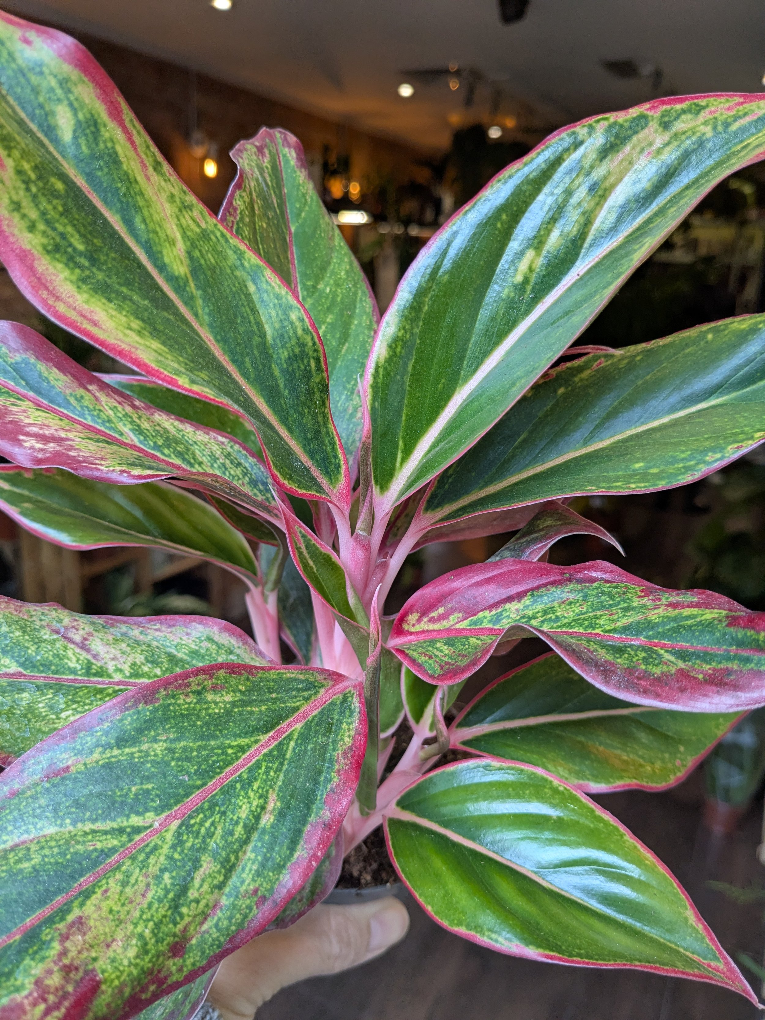 Aglaonema Crete