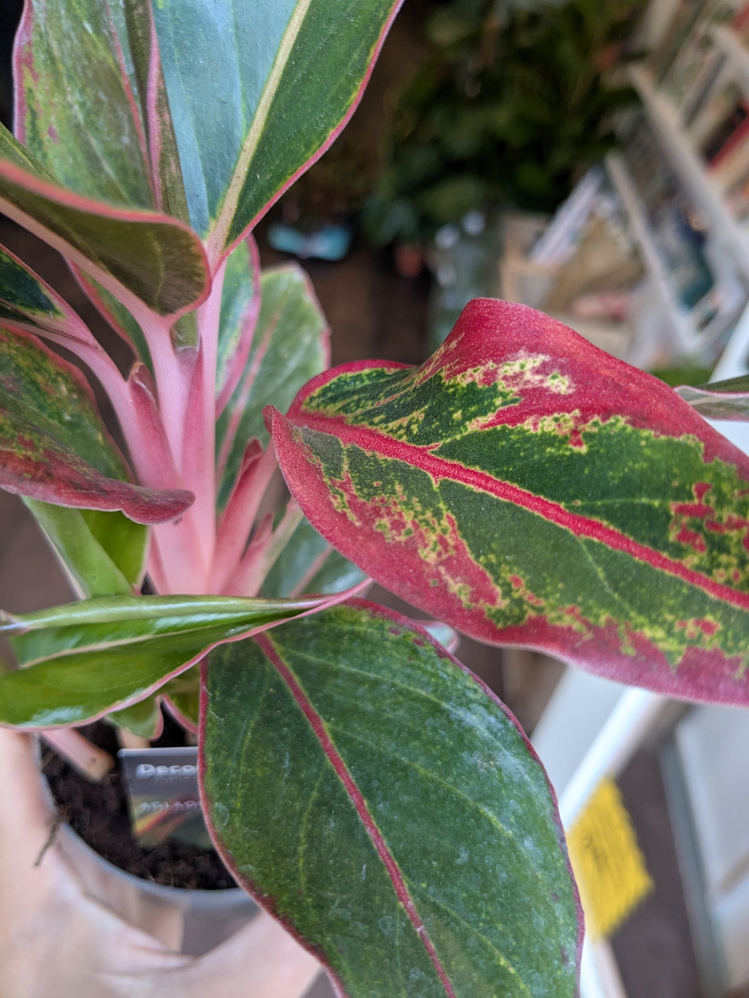 Aglaonema Crete